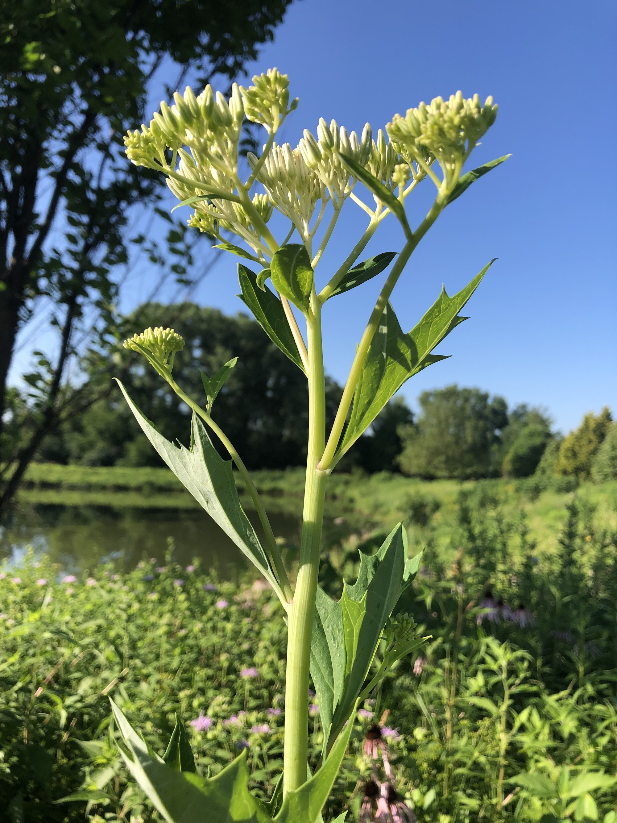 Pale Indian Plantain on bank of retaining pond on corner of Nakoma Road and Manitou Way in Madison, Wisconsin on July 12, 2019.