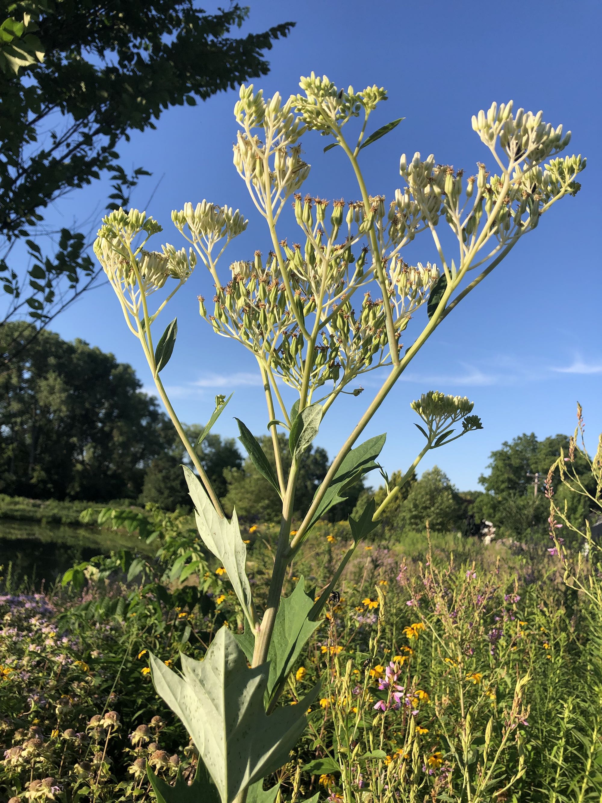 Pale Indian Plantain on banks of Retaining Pond in Madison, Wisconsin on August 1, 2019.