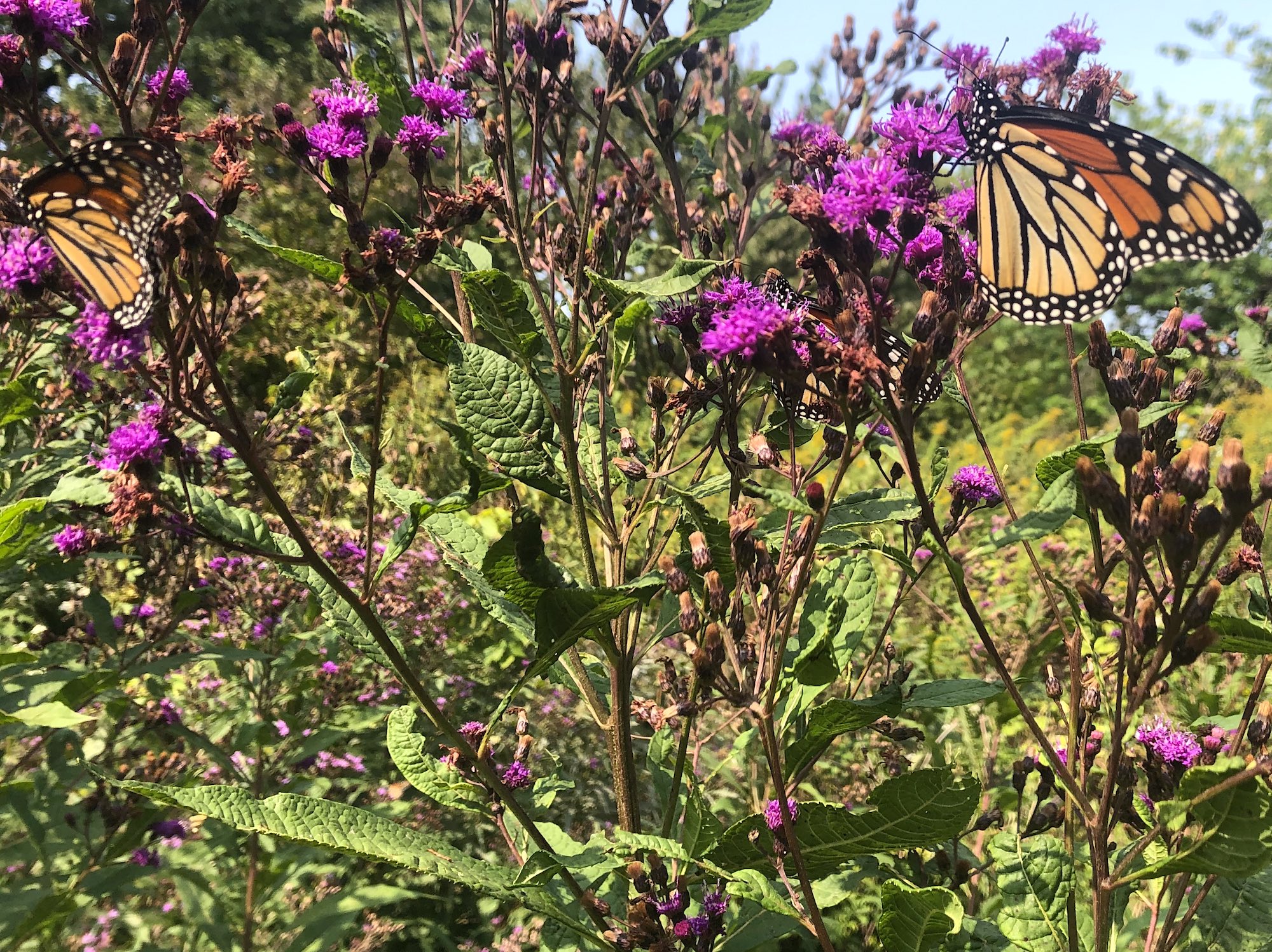 Tall Ironweed in drainage ditch along bikepath between Midvale Blvd. and the Beltline on September 15, 2020.
