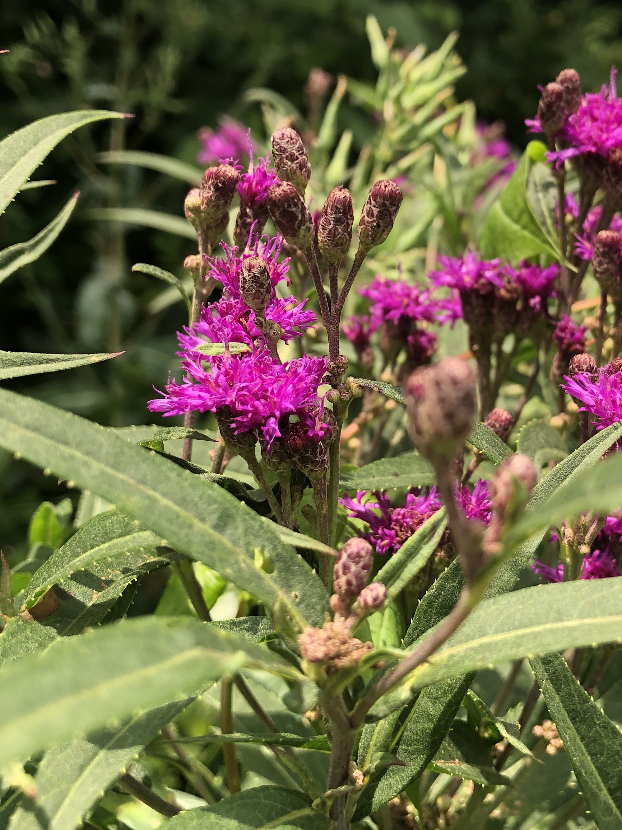 Tall Ironweed along bikepath behind Gregory Street in Madison, Wisconsin on August 2, 2021.