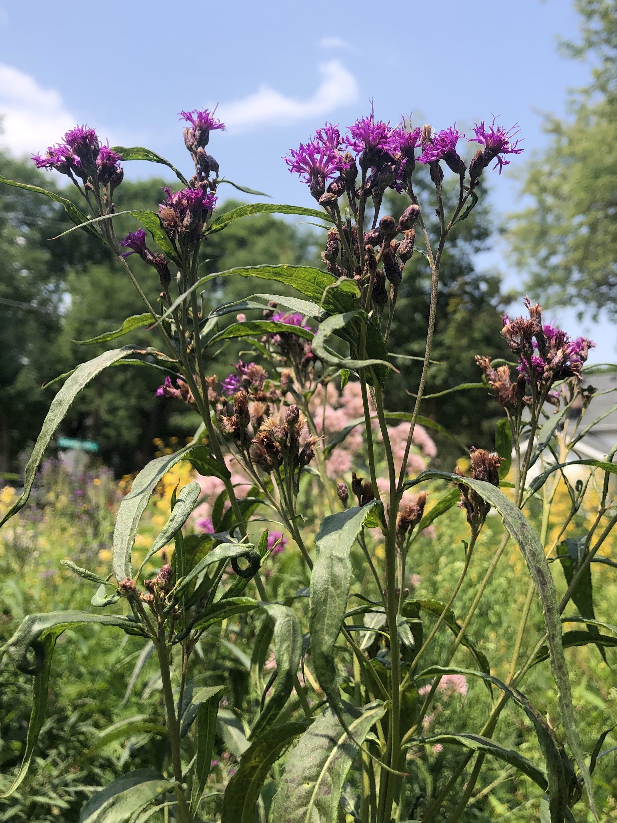 Tall Ironweed along bikepath behind Gregory Streetnear Commonwealth Avenue in Madison, Wisconsin on August3, 2021.