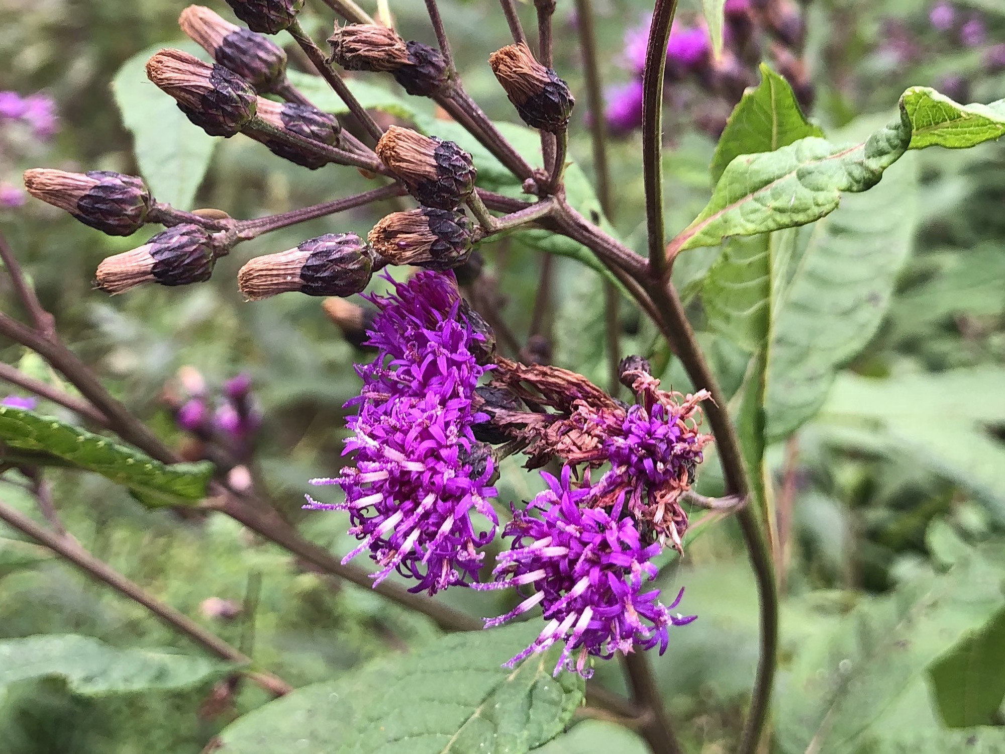 Tall Ironweed in drainage ditch along bikepath between Midvale Blvd. and the Beltline on September 14, 2020.