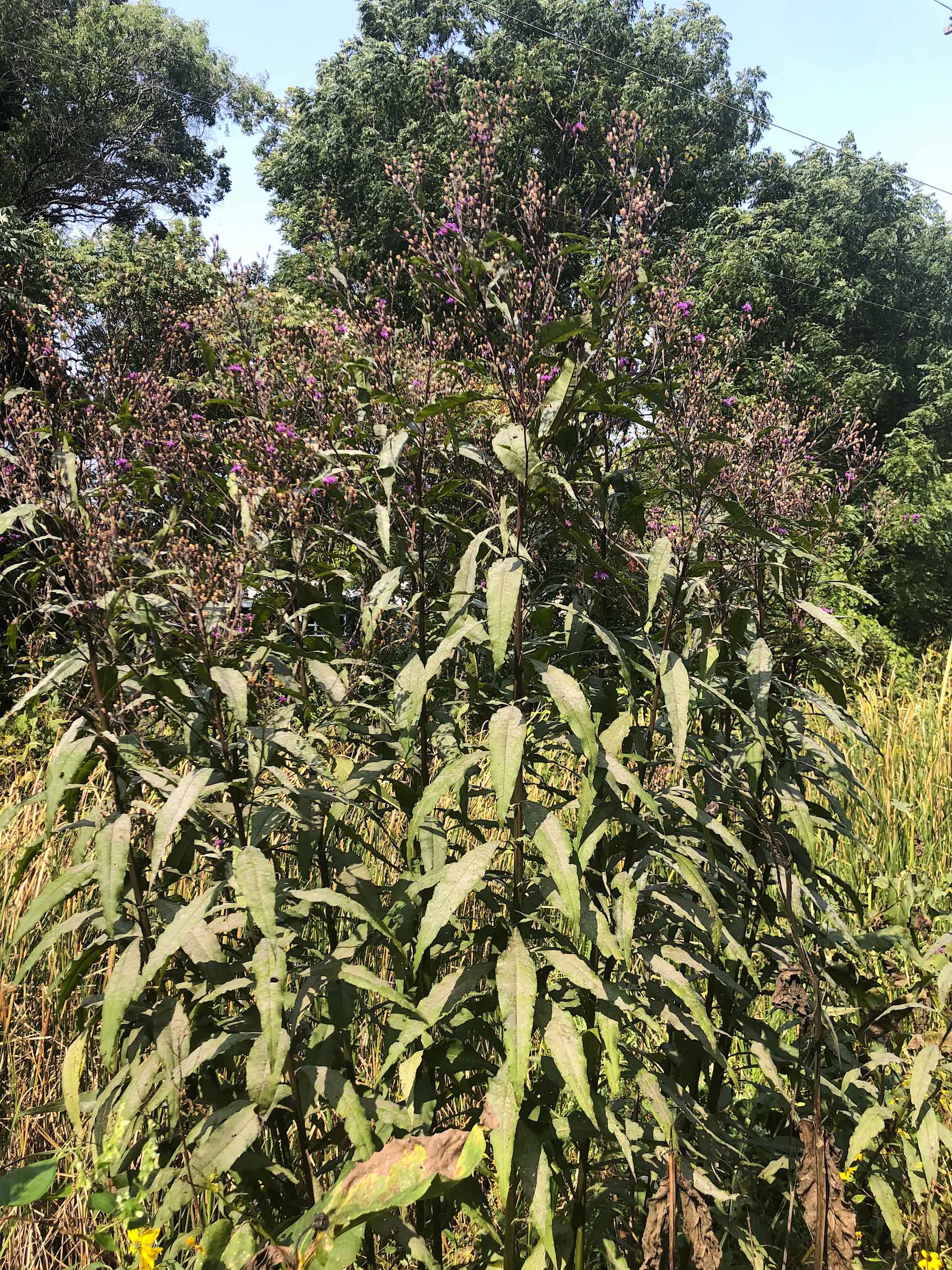 Tall Ironweed in drainage ditch along bikepath between Midvale Blvd. and the Beltline on September 15, 2020.