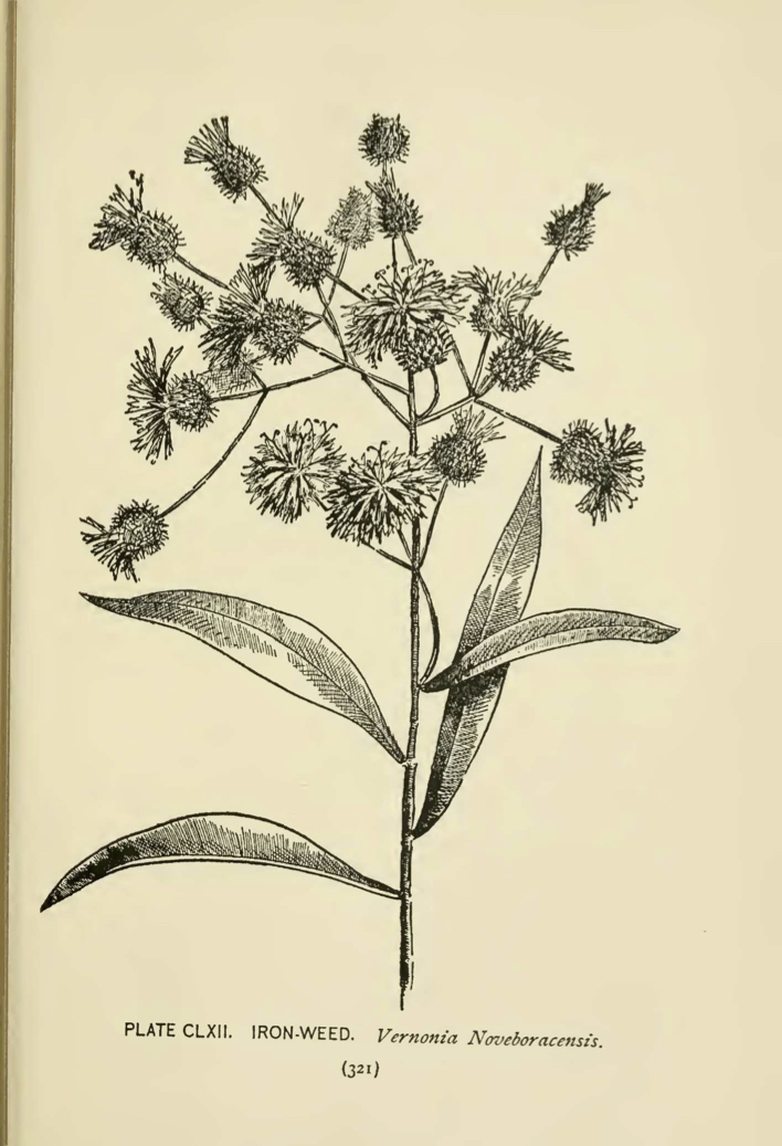 Ironweed (Vernonia noveboracensis) illustration by Alice Lounsberry circa 1899.