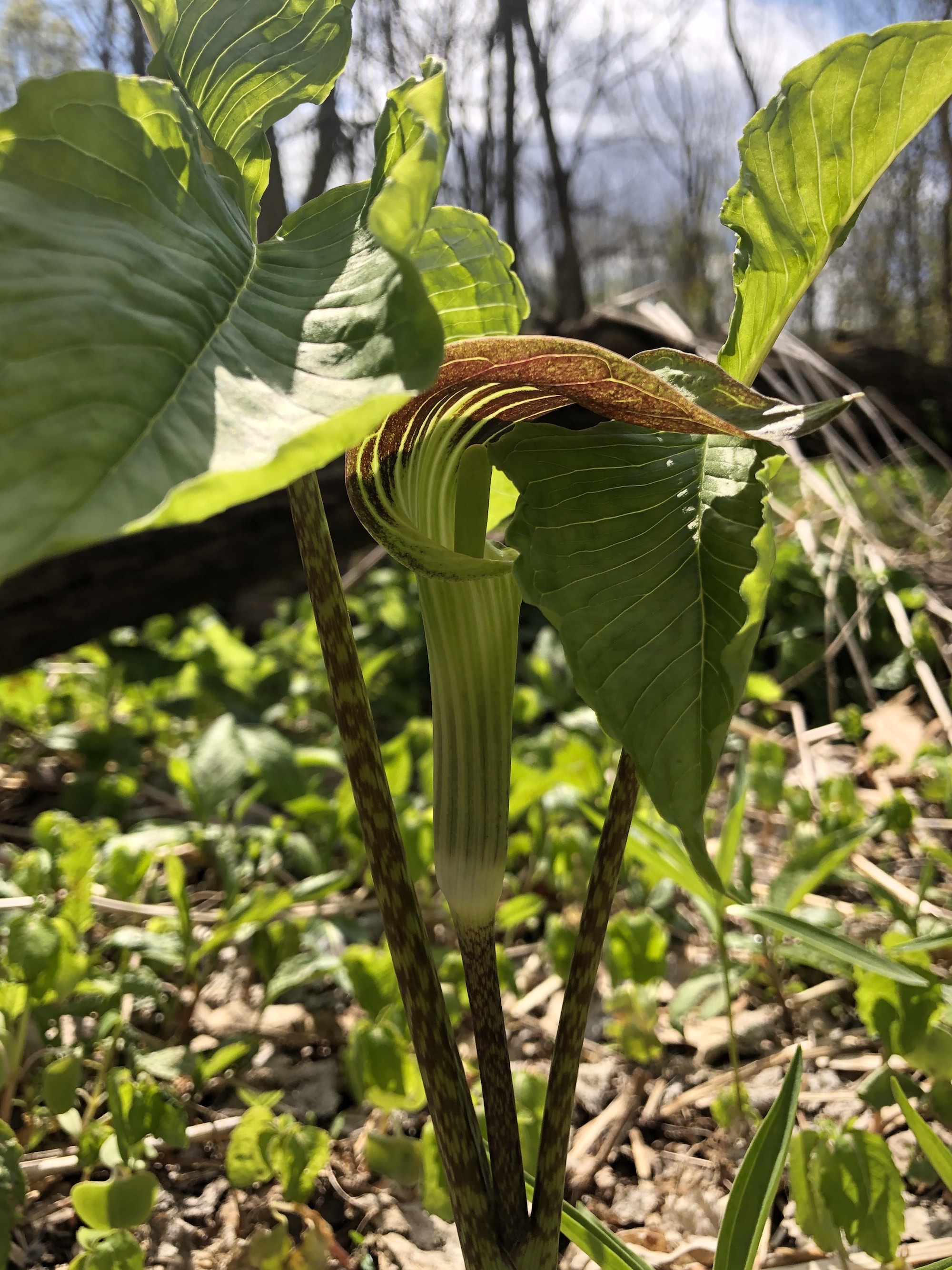 Jack-in-the-Pulpit in woods between the Oak Savanna and Marion Dunn on May 9, 2020.