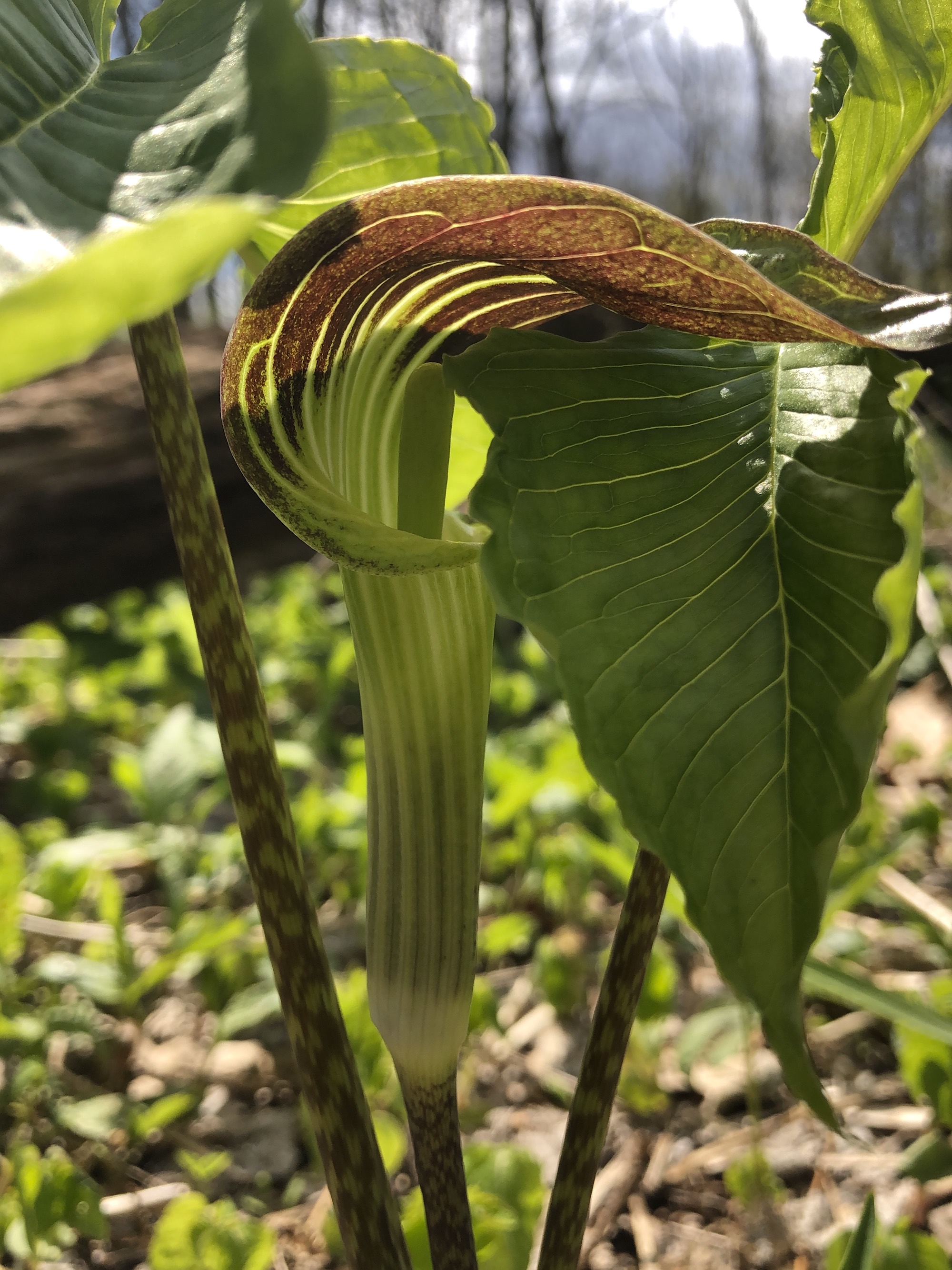 Jack-in-the-Pulpit in woods between the Oak Savanna and Marion Dunn on May 9, 2020.