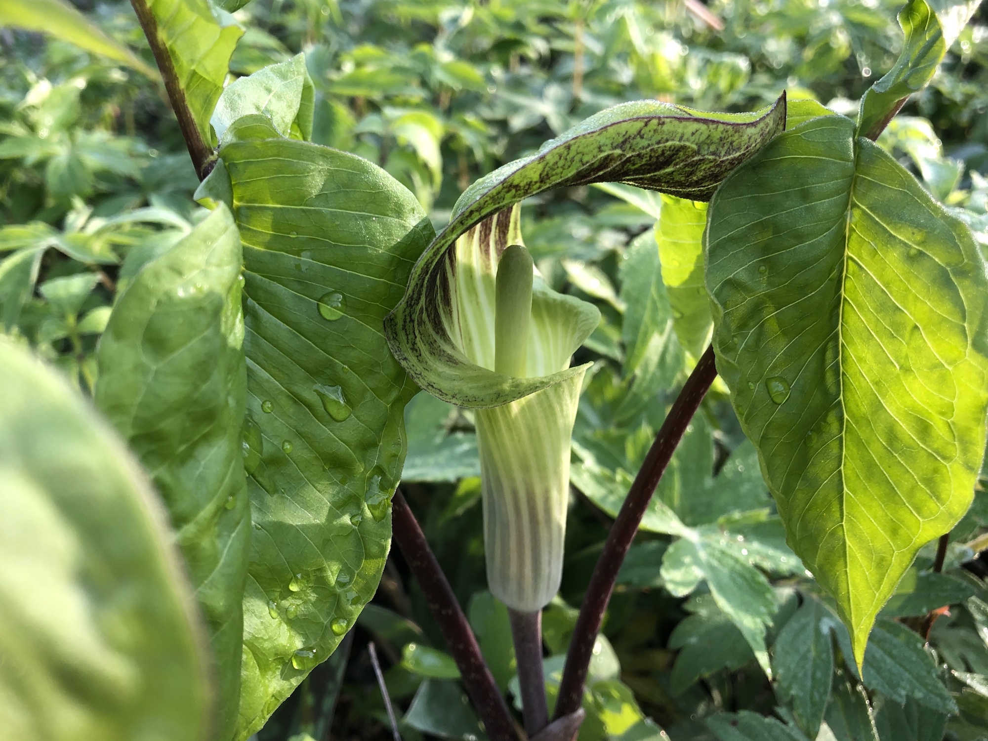 Jack-in-the-pulpit in Oak Savanna on May 6, 2020