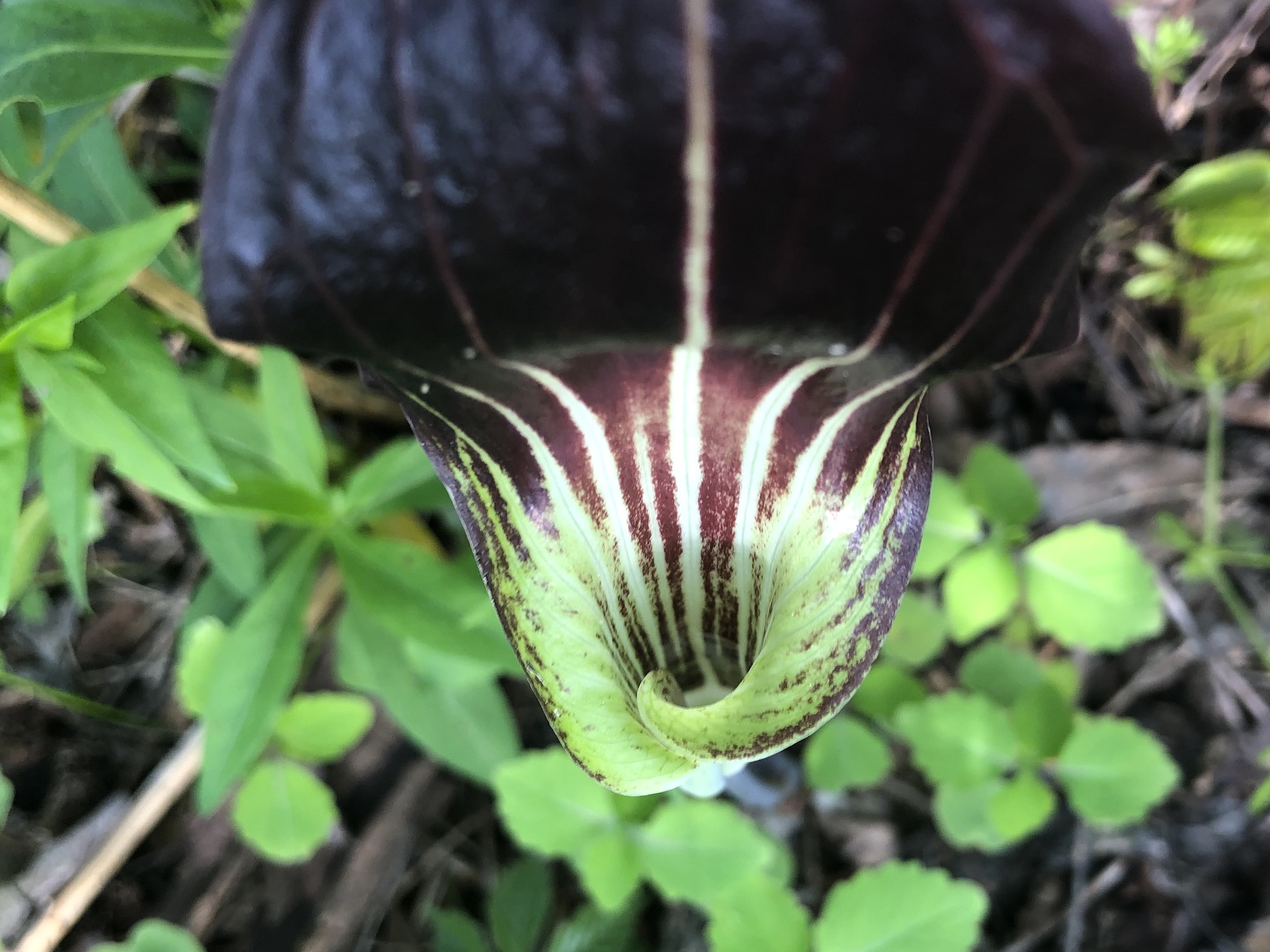 Jack-in-the-pulpit with no "Jack" by Duck Pond parking lot on May 13, 2020