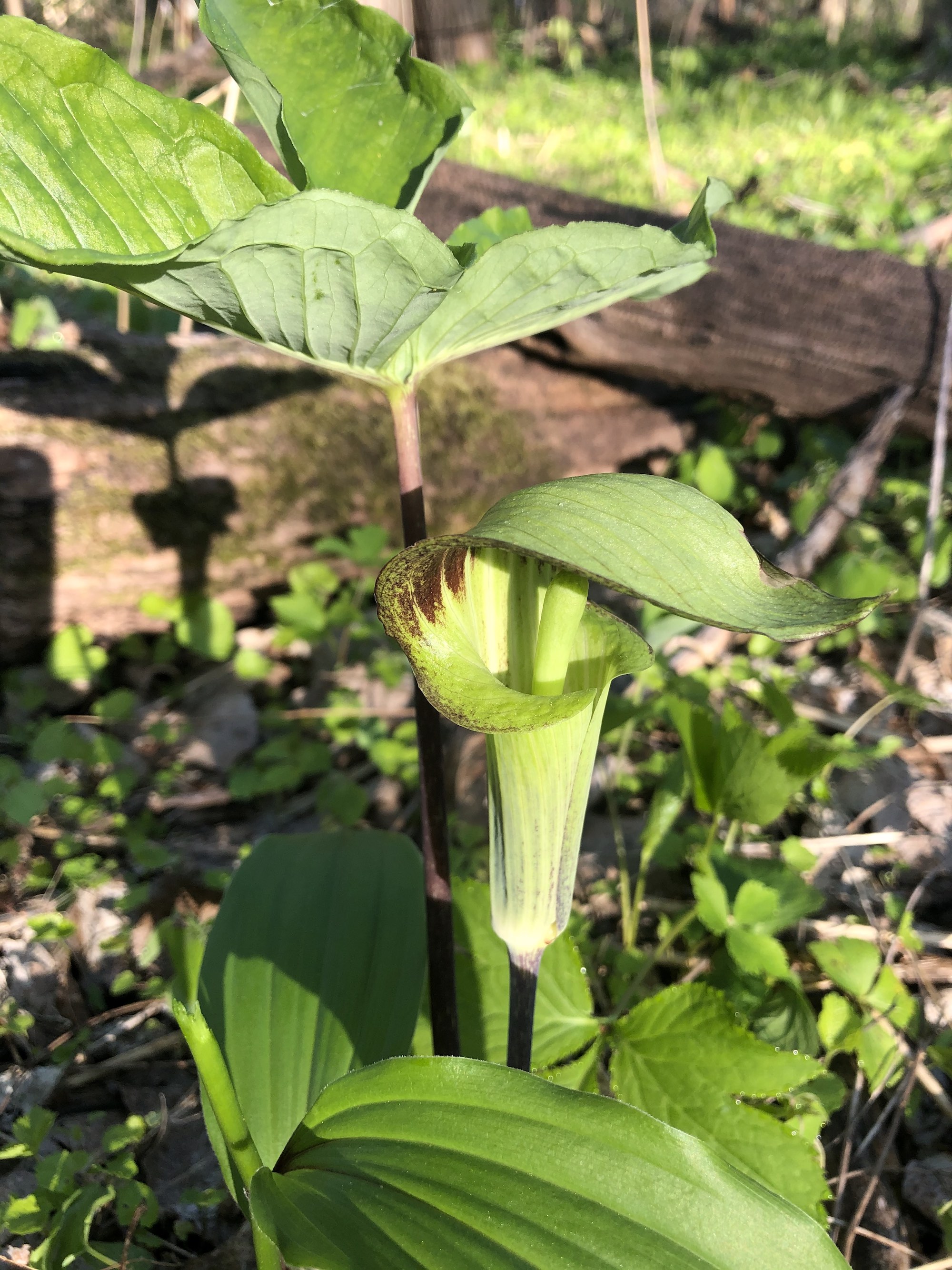 Jack-in-the-Pulpit in woods between the Oak Savanna and Marion Dunn on May 8, 2021.