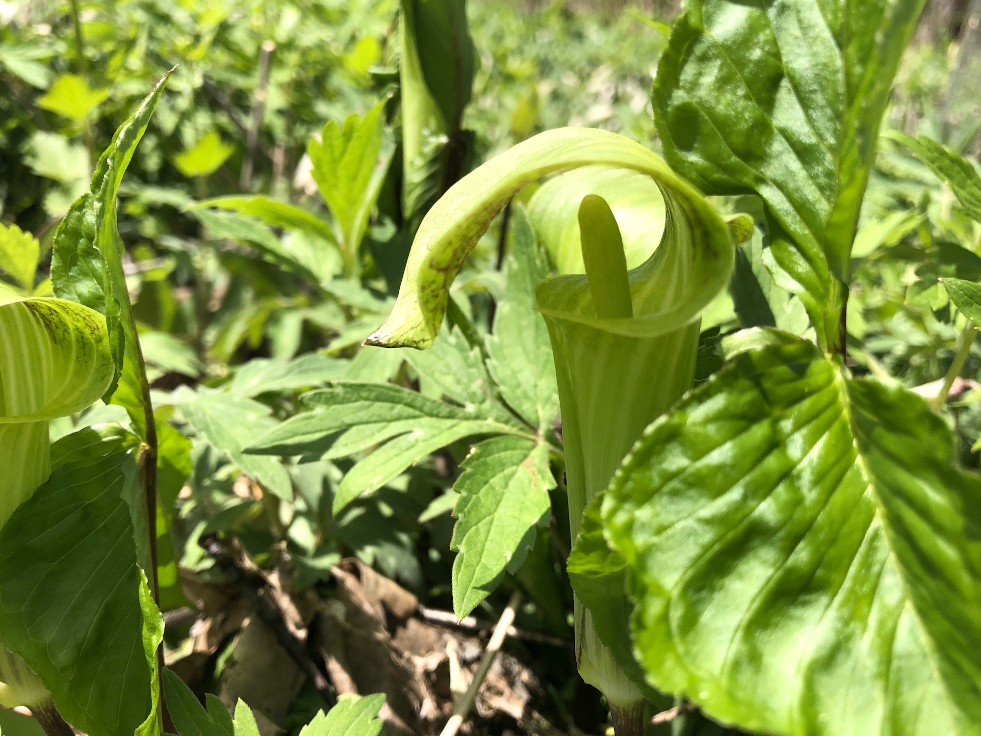Jack-in-the-pulpit in the Oak Savanna on May 3, 2020.
