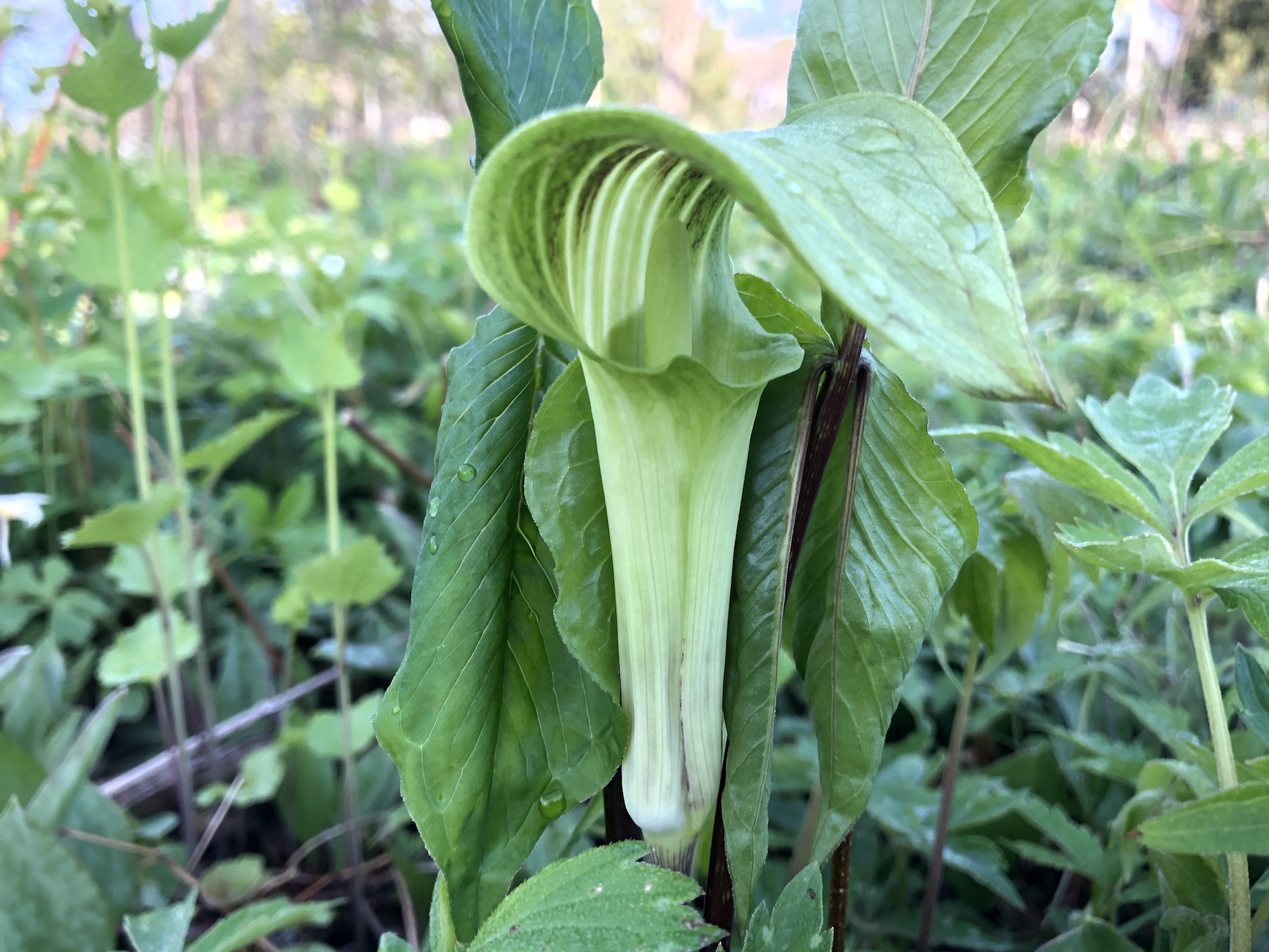 Jack-in-the-pulpit in Oak Savanna on May 6, 2020