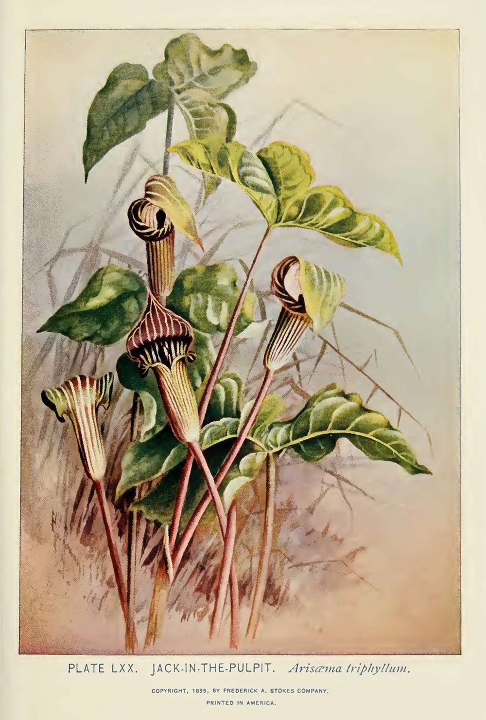 Jack-in-the-Pulpit illustration by Alice Lounsberry circa 1899.