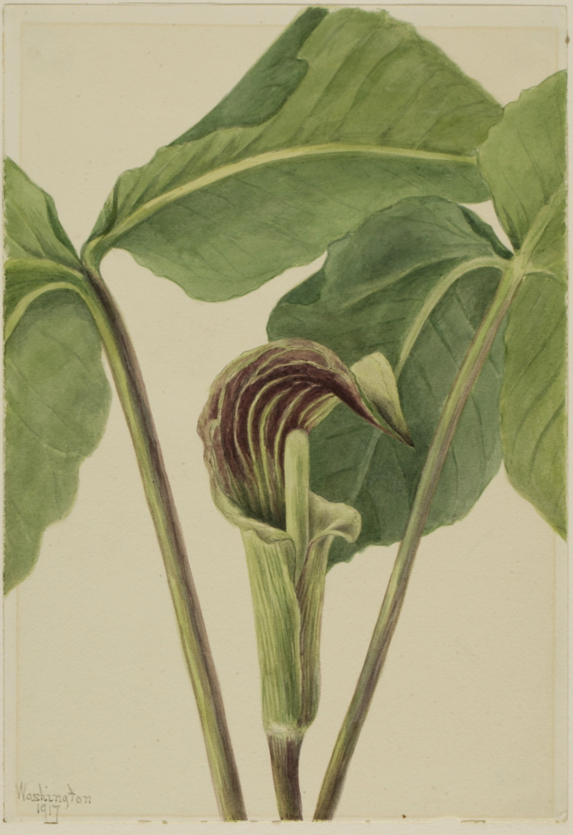 1917 Jack-in-the-Pulpit illustration by Mary Vaux Walcott.