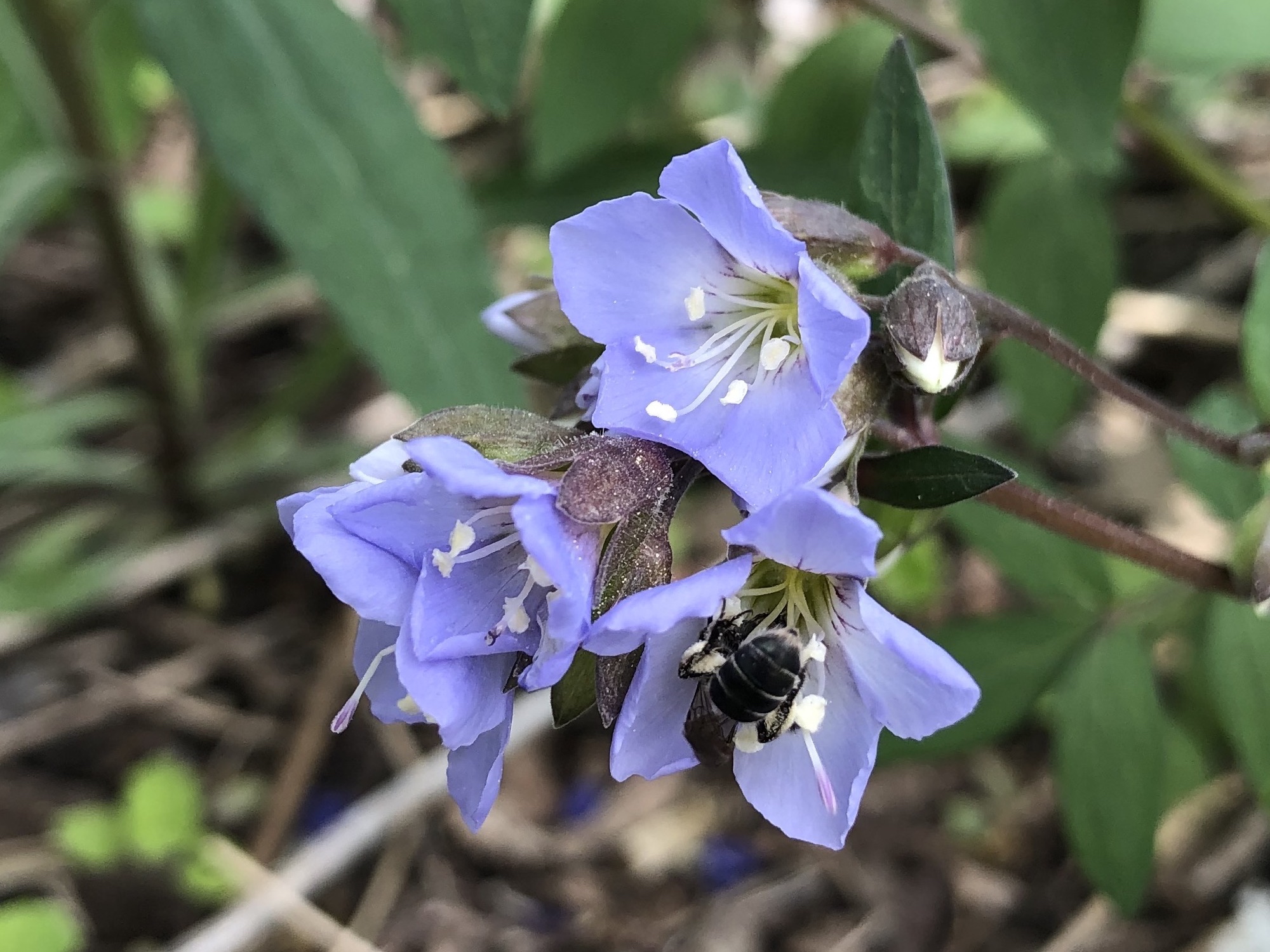 Sweat Bee on Jacob's Ladder on May 2, 2021.