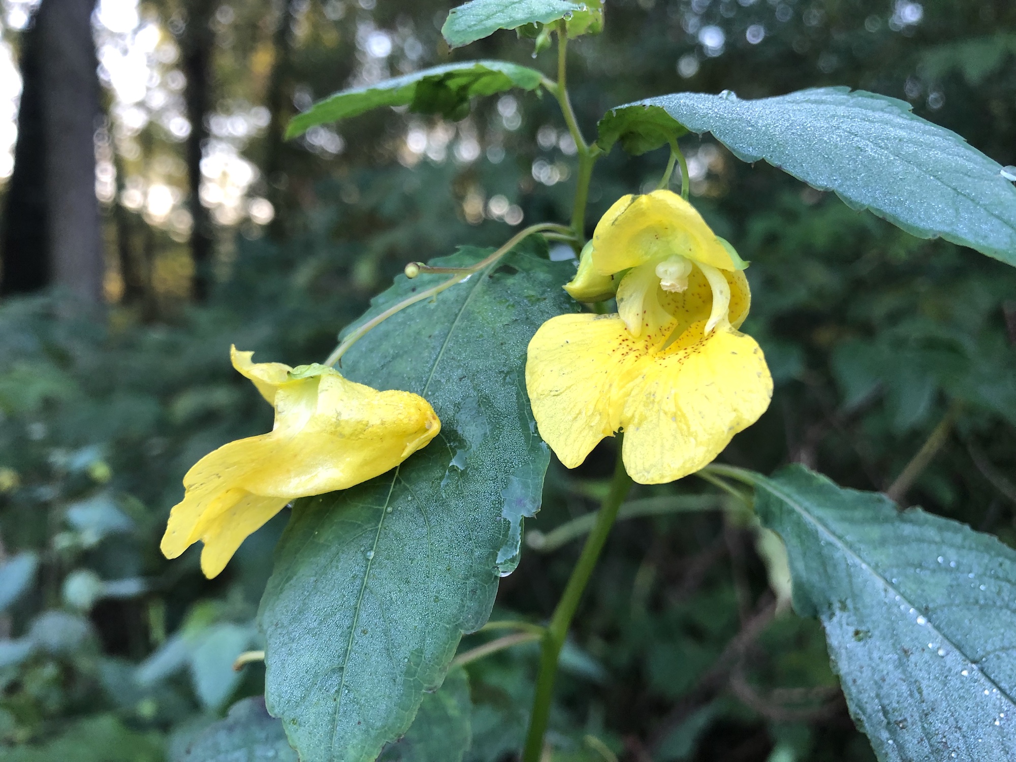 Yellow Jewelweed in the Oak Savanna on October 6, 2019.