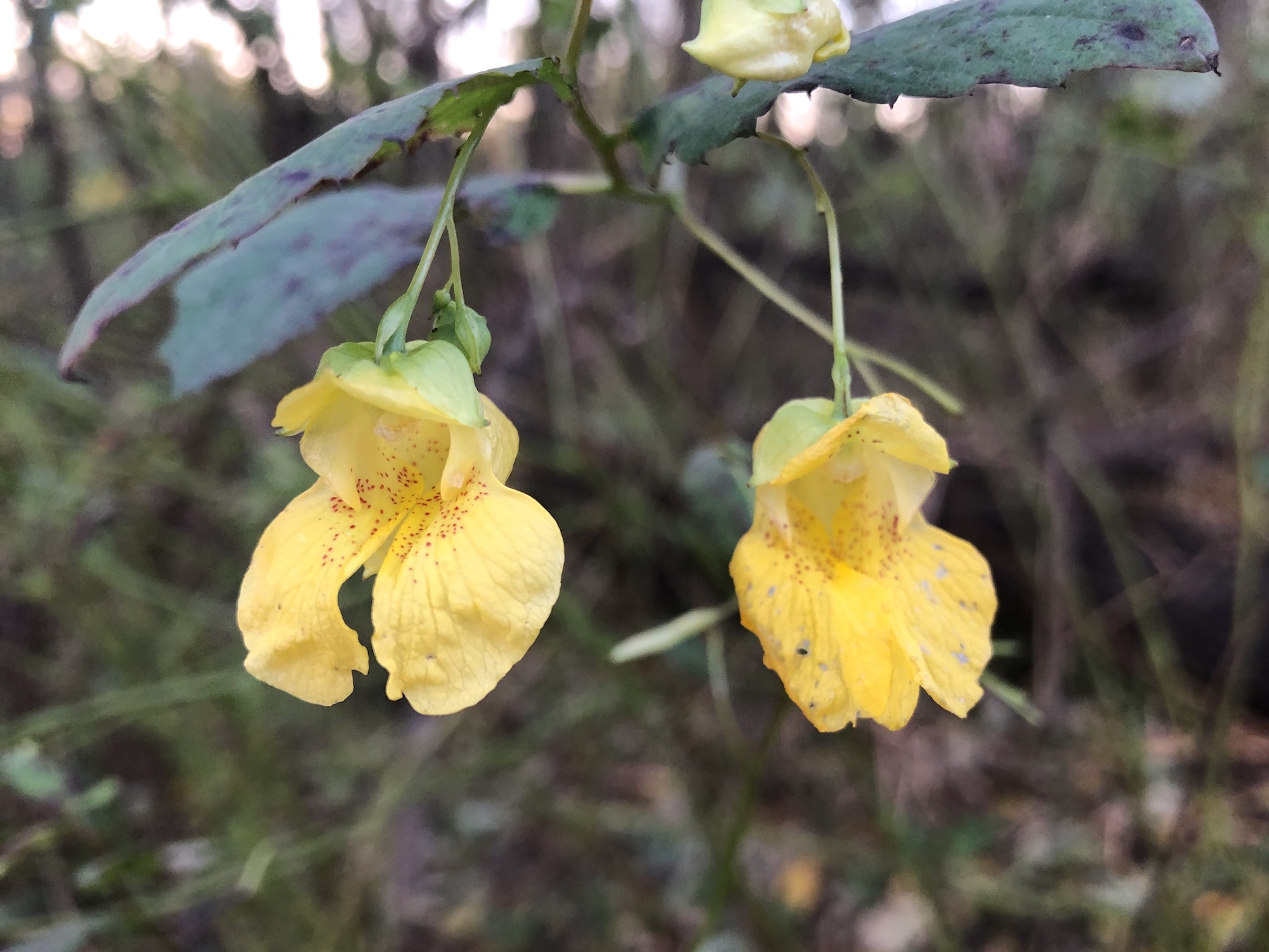Yellow Jewelweed in the Oak Savanna on October 18, 2019.