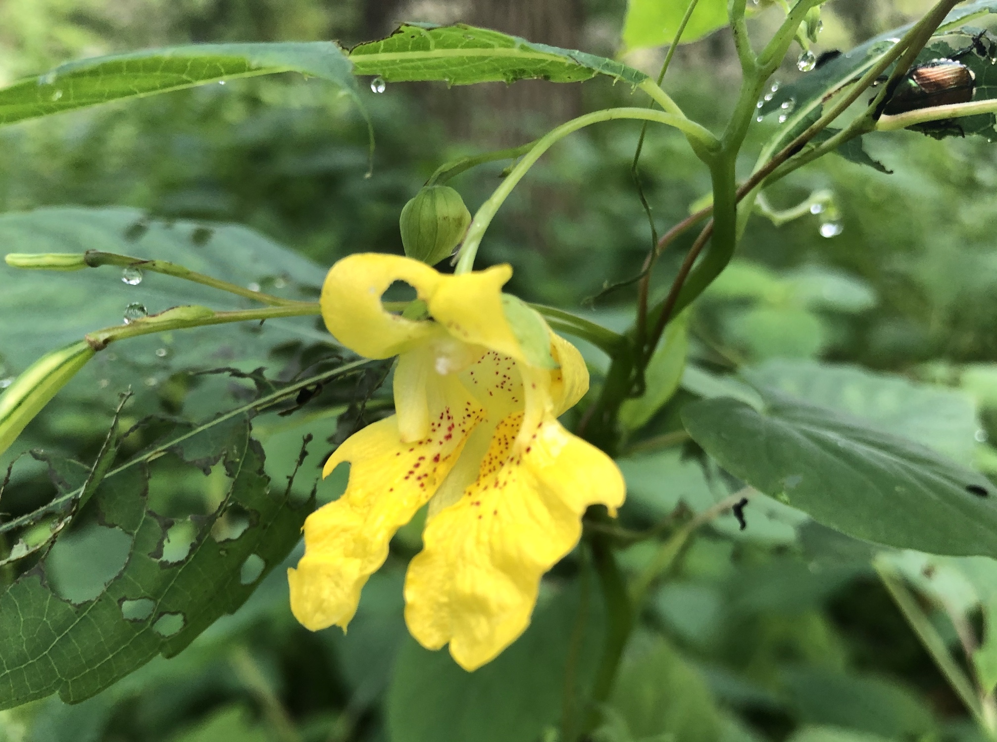 Yellow Jewelweed in the Oak Savanna on July 24, 2019.