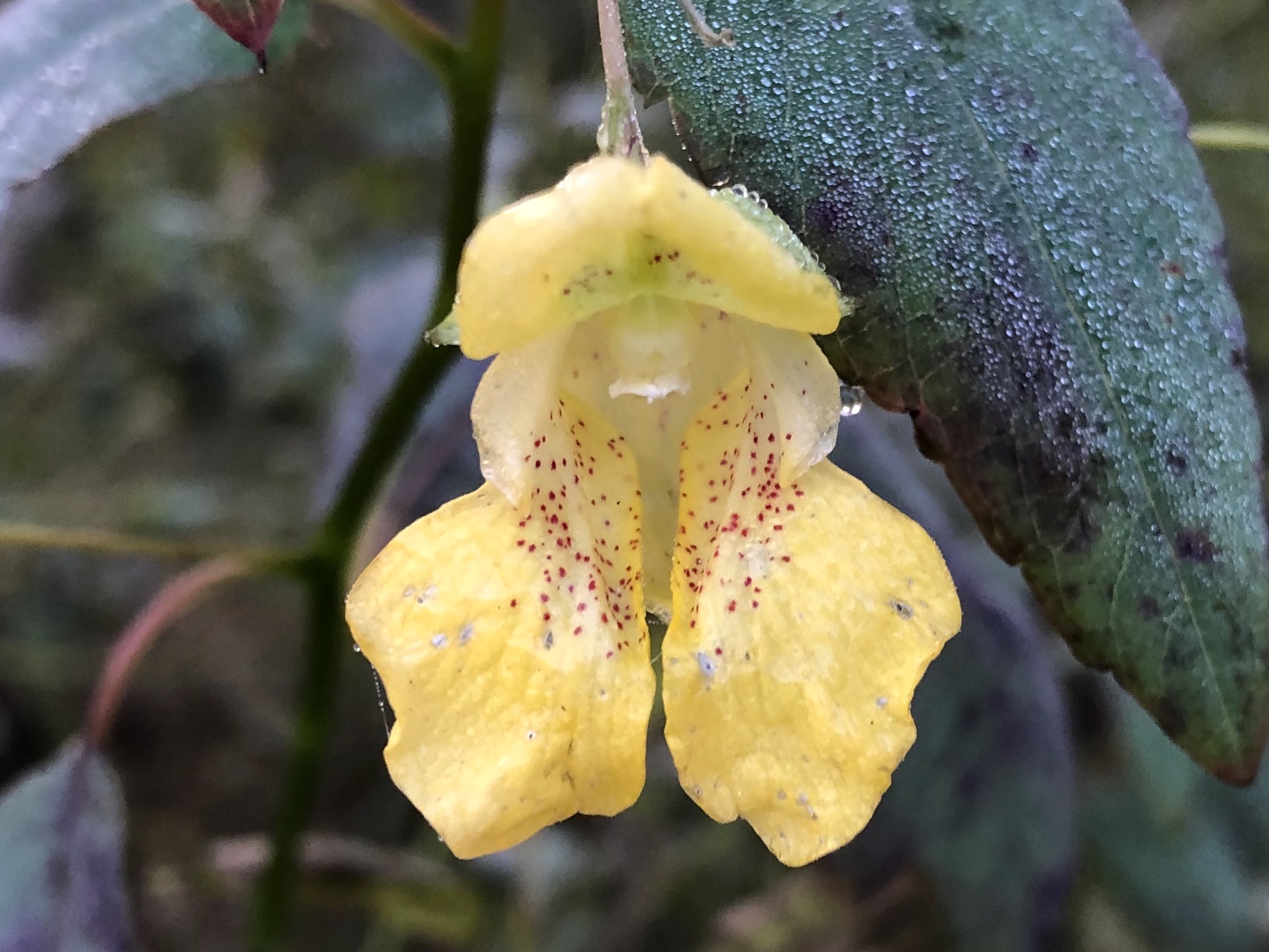 Yellow Jewelweed in the Oak Savanna on October 18, 2019.