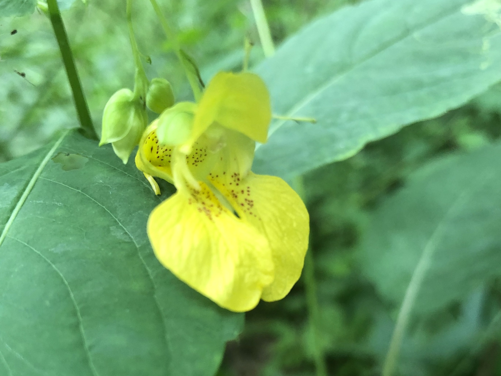 Yellow Jewelweed in woods along Pickford Street stormwater outflow (ends at Cattails) on June 26, 2019.