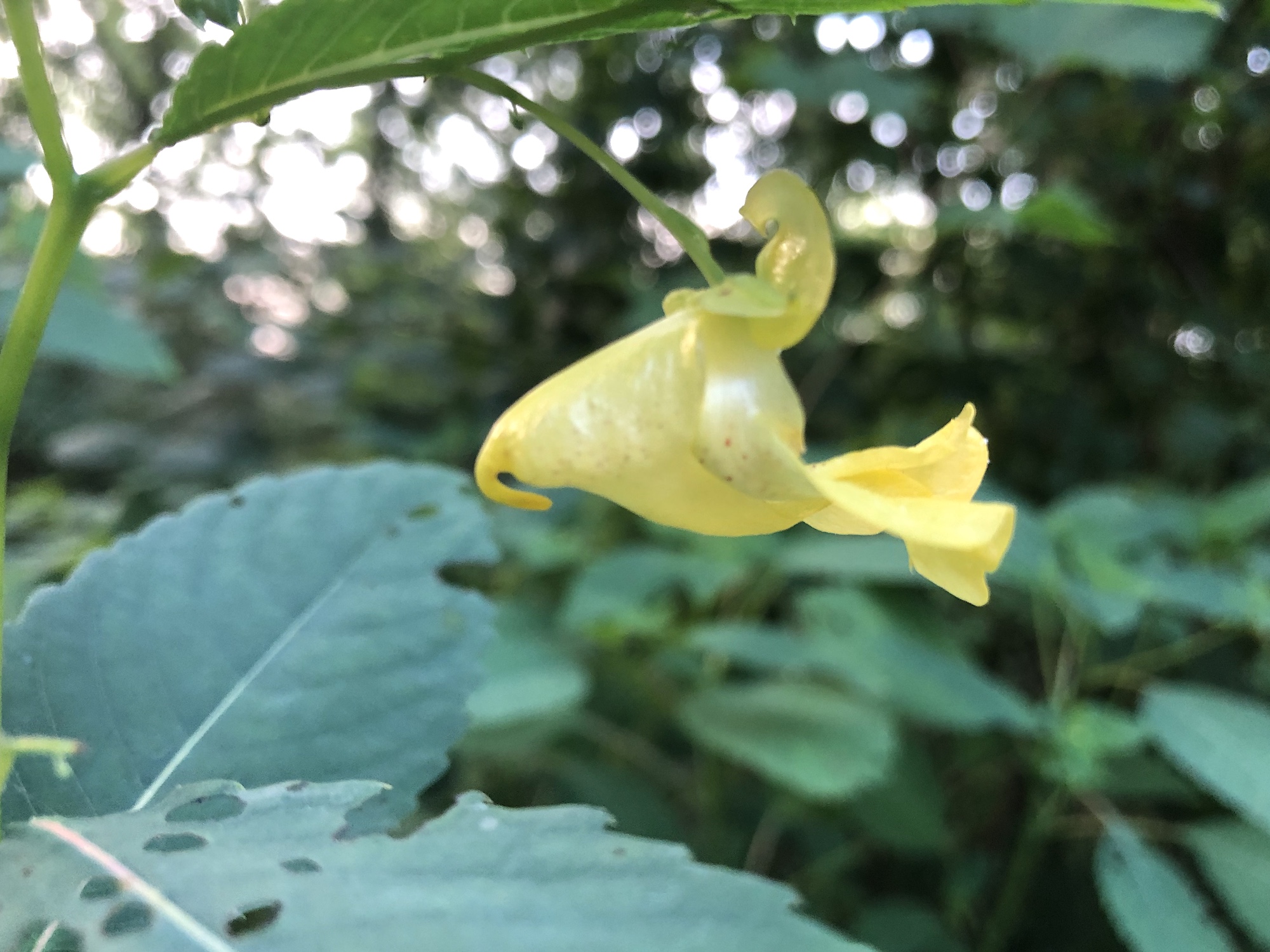Yellow Jewelweed in the Oak Savanna on July 27, 2019.