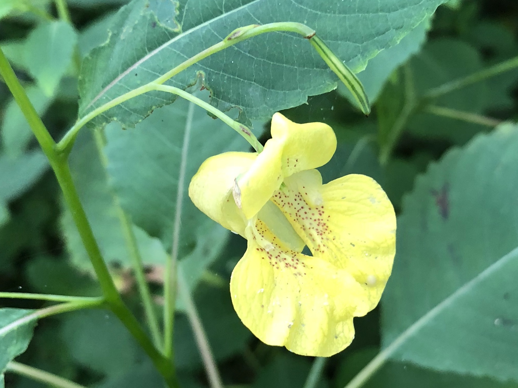 Yellow Jewelweed in the Oak Savanna on August 15, 2018.