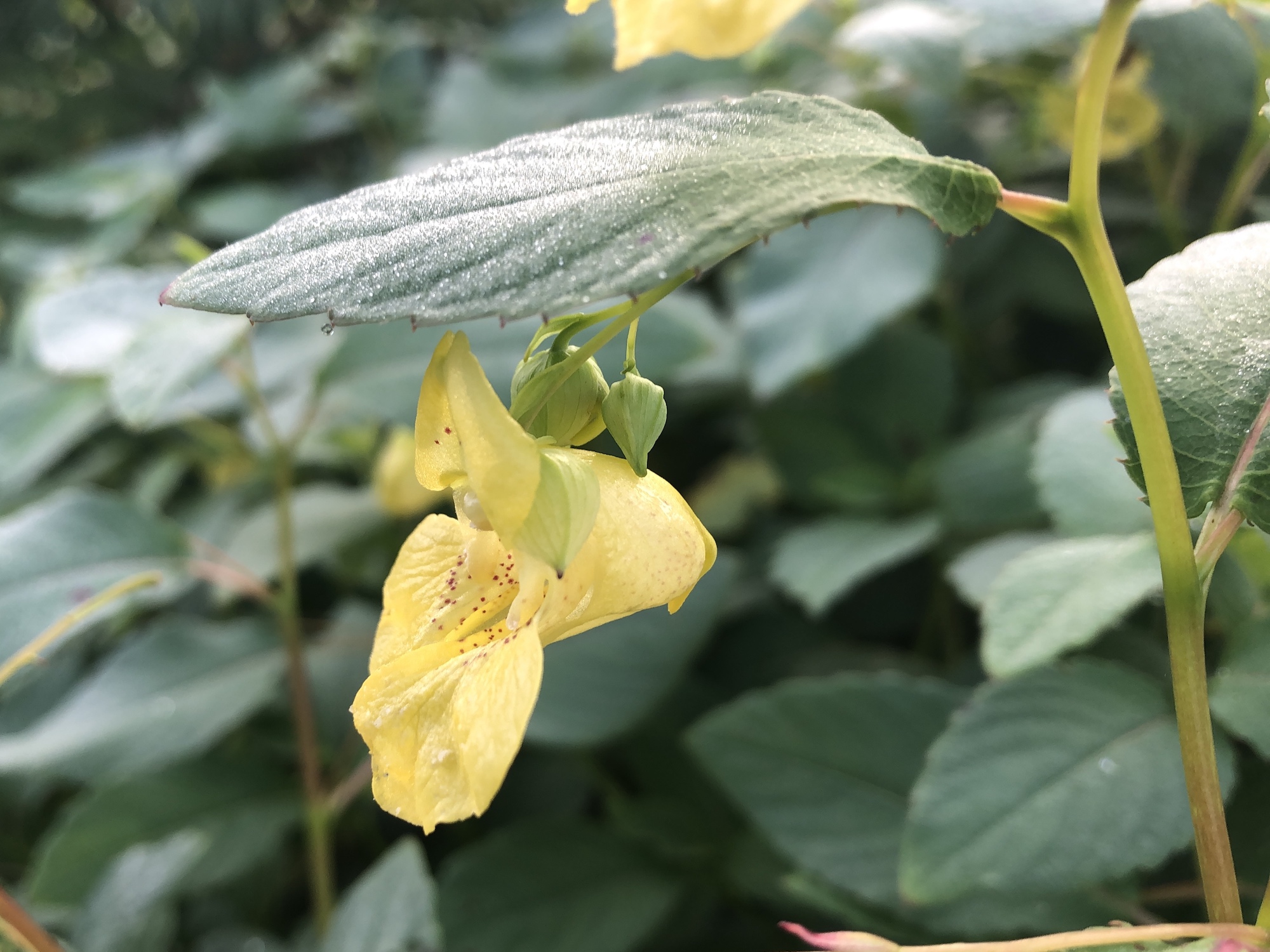 Yellow Jewelweed in the Oak Savanna on September 1, 2019.