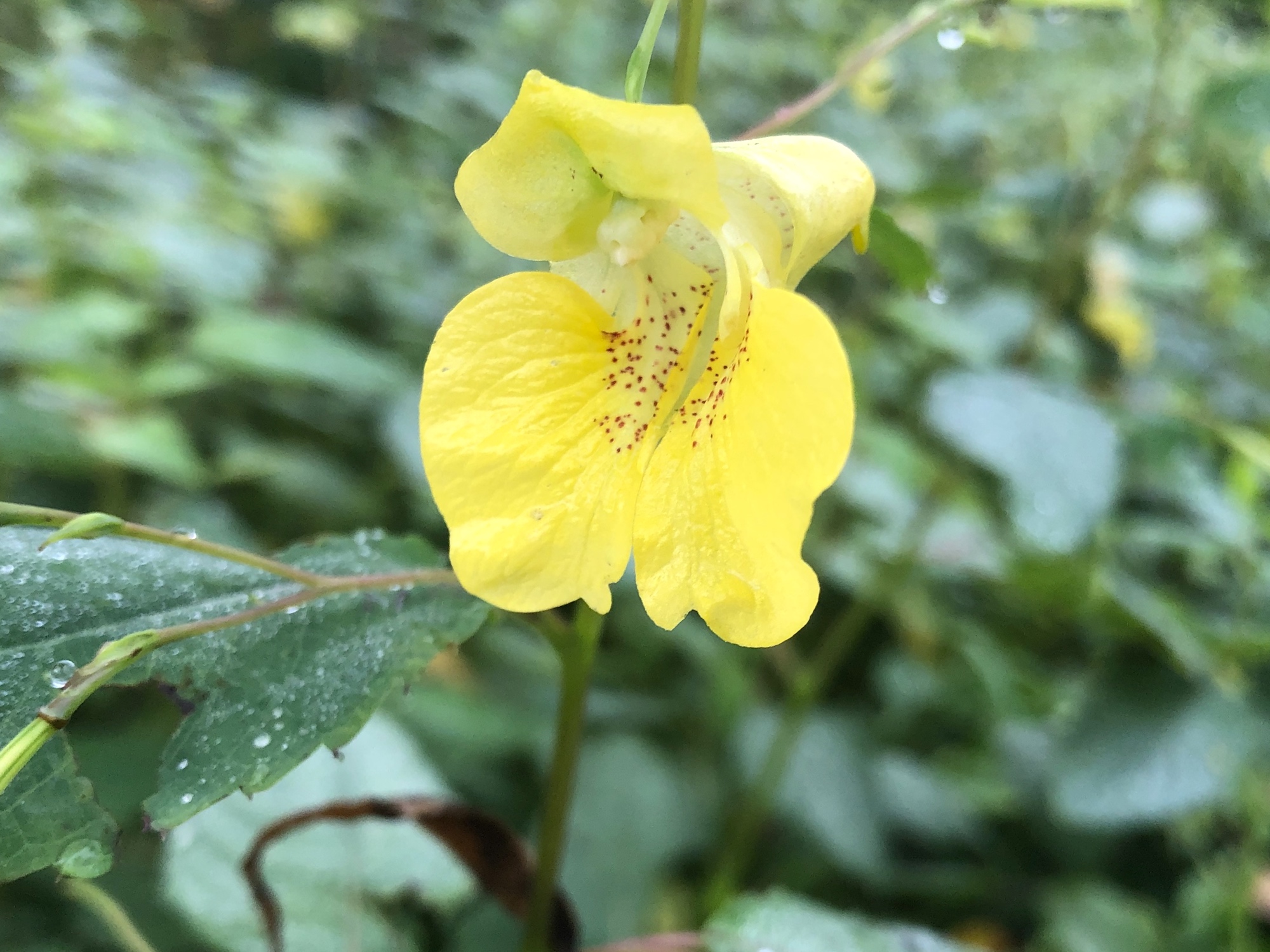 Yellow Jewelweed in the Oak Savanna on September 21, 2019.