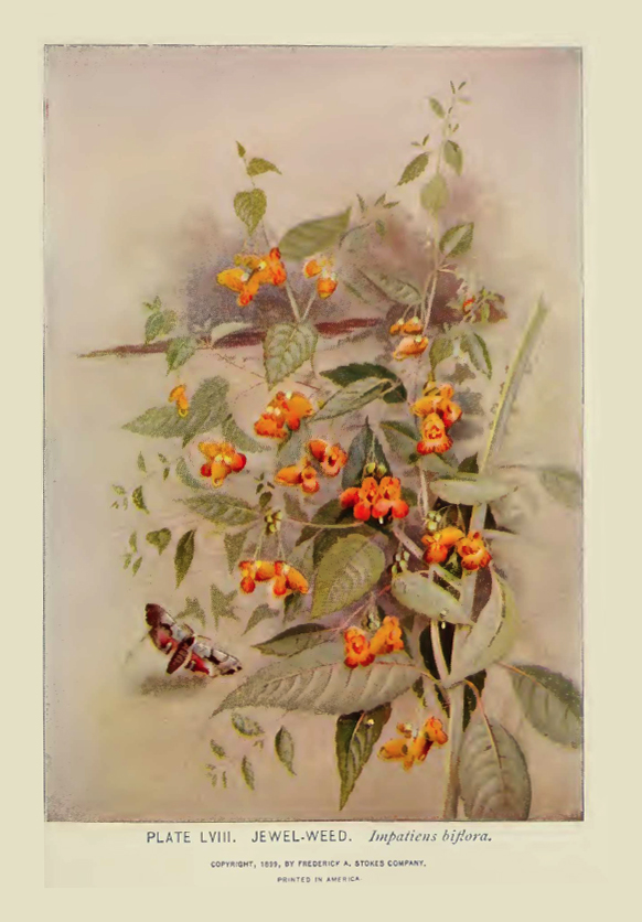 Jewelweed illustration by Alice Lounsberry circa 1899.