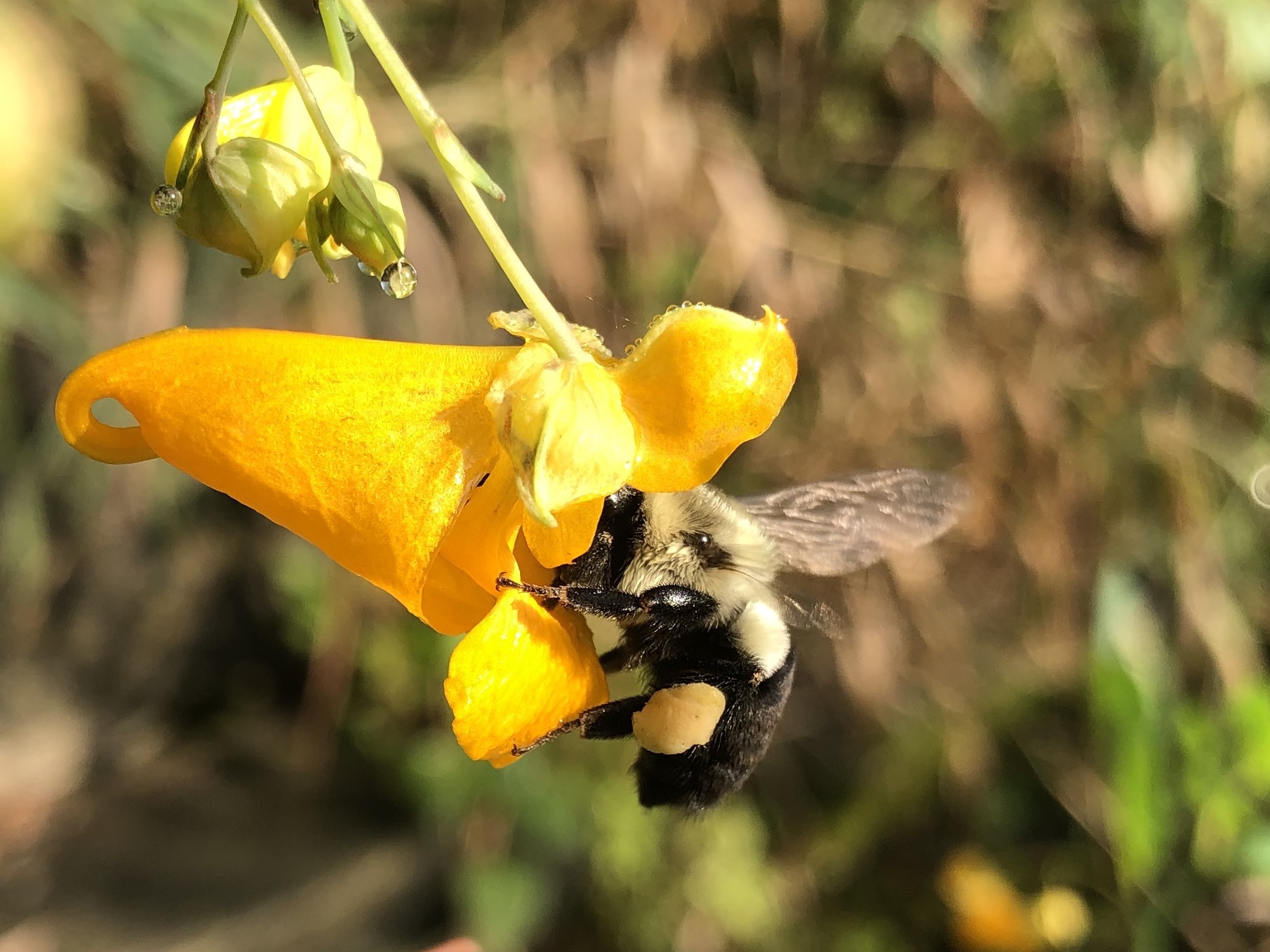 Bumblebee enjoying the pollen of Orange Jewelweed by source of the Duck Pond on August 9, 2020.
