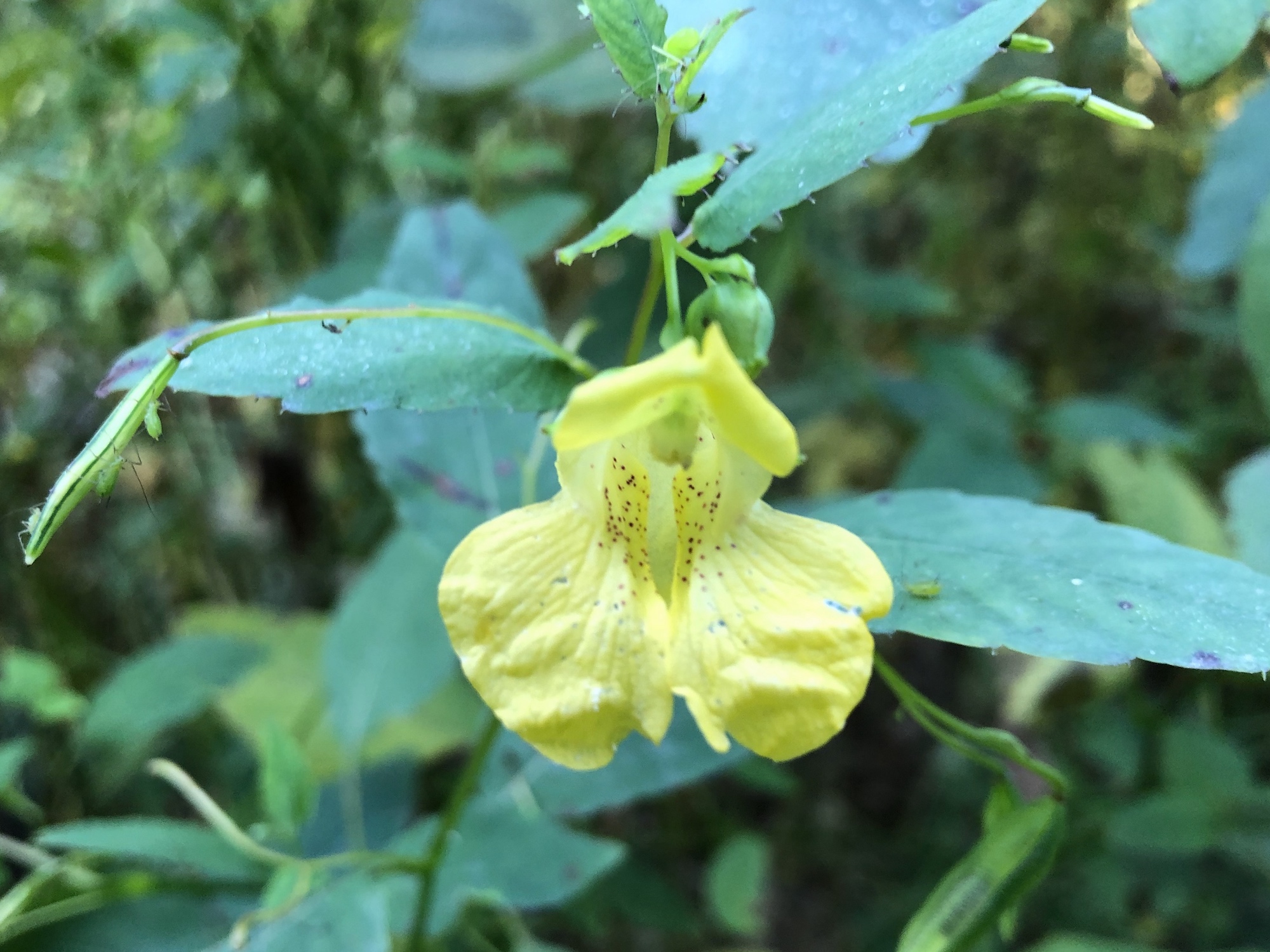 Yellow Jewelweed in the Oak Savanna  on September 7, 2019.