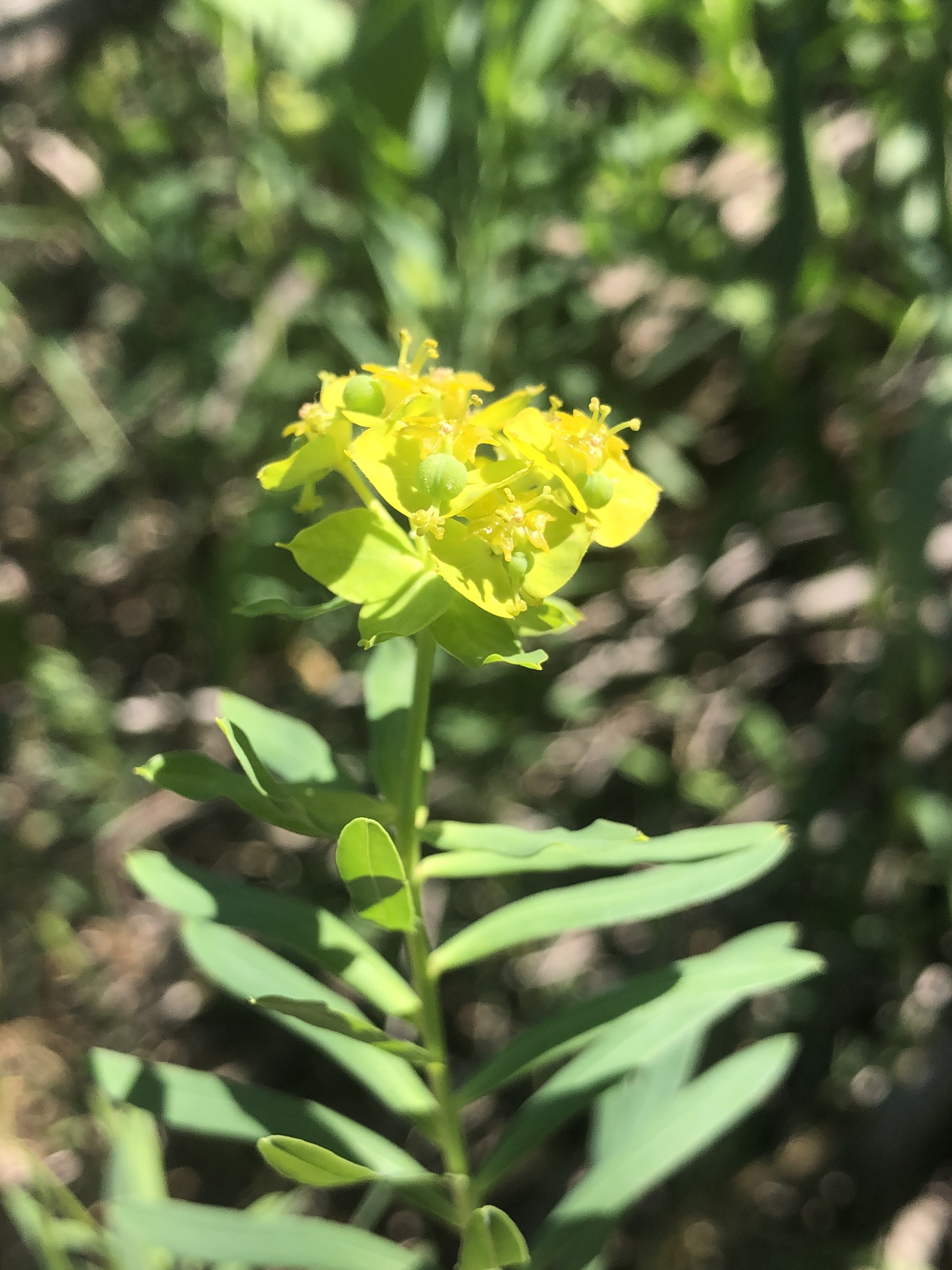Leafy Spurge around Marion Dunn Pond in Madison, Wisconsin on June 21, 2021.