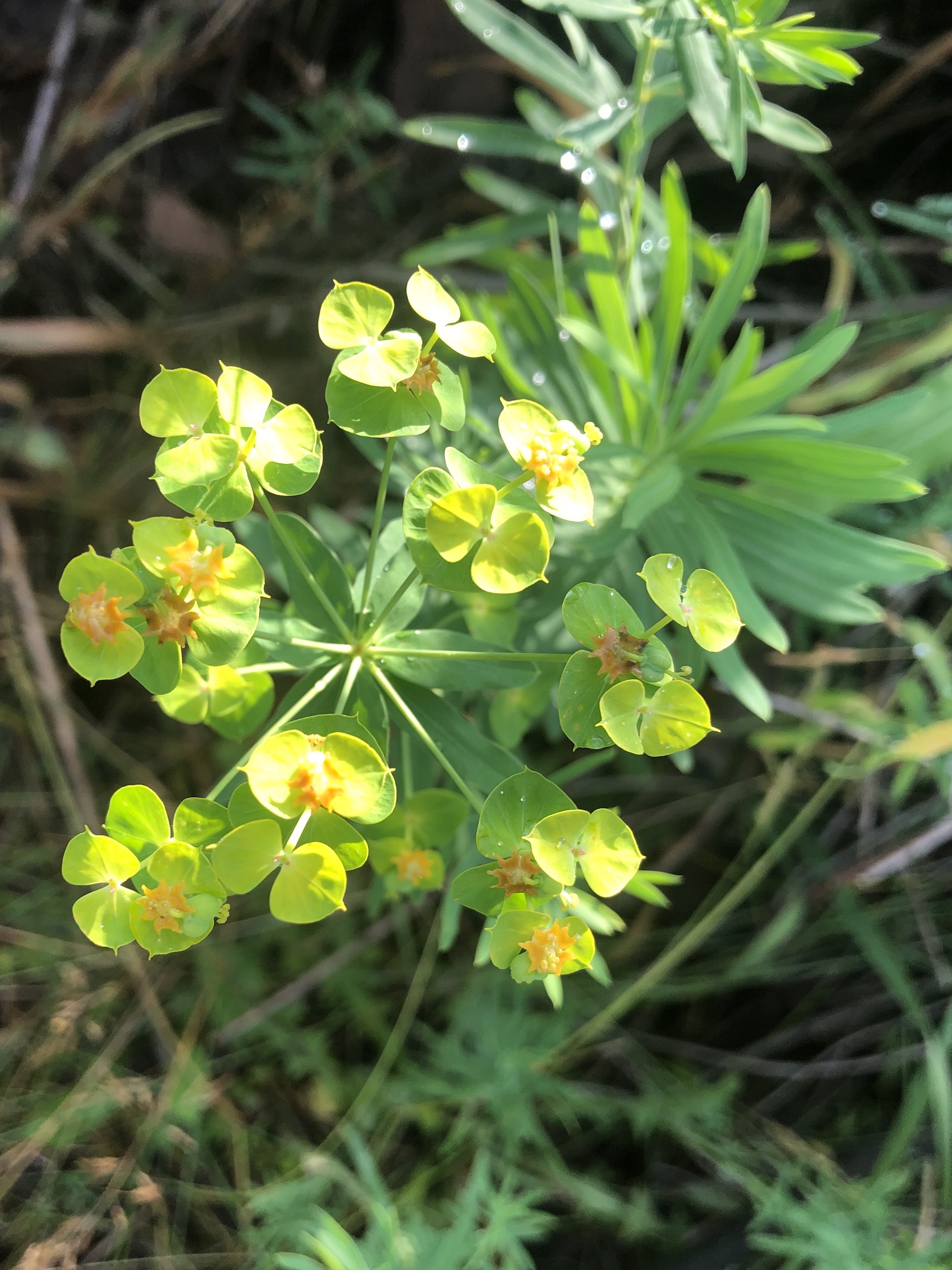 Leafy Spurge around Marion Dunn Pond in Madison, Wisconsin on June 18, 2021.