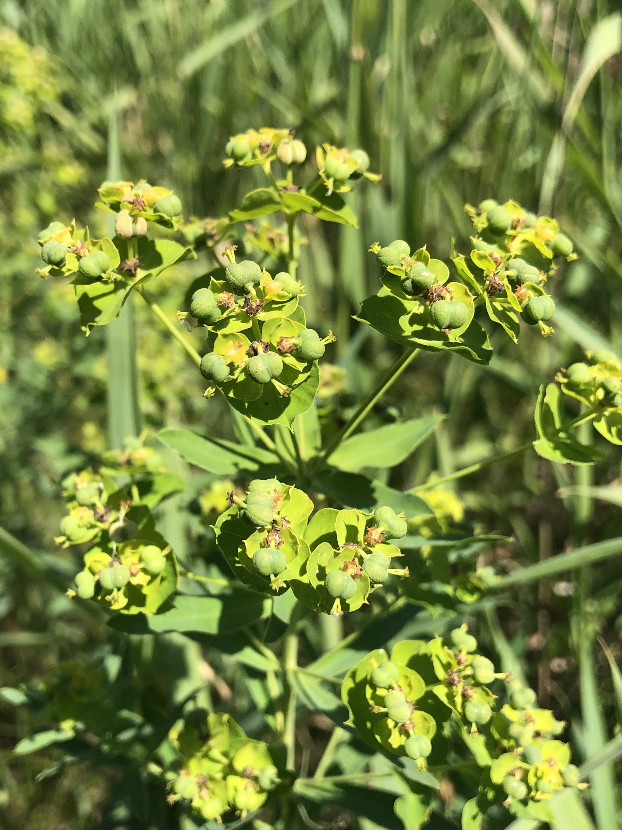 Leafy Spurge with detail of flowers and immature seeds near Whitney Way in Madison, Wisconsin on June 22, 2021.