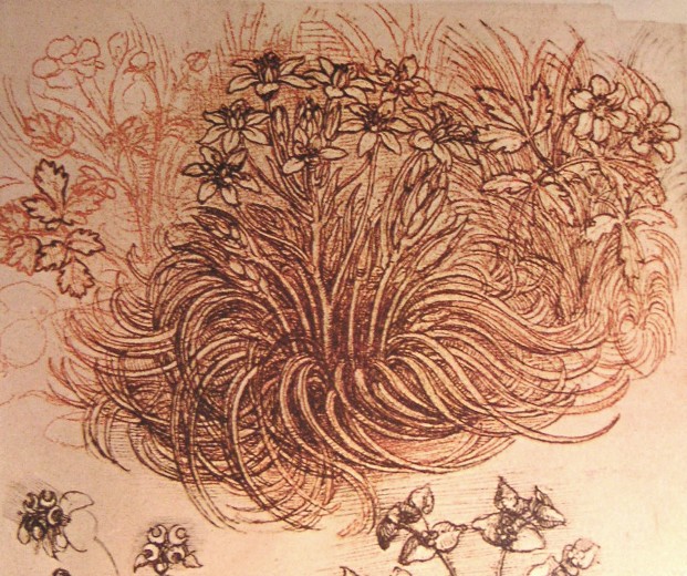 Leonardo da Vinci, Drawing of a botanical study, Star of Bethlehem, Ornithogalum umbellatum.