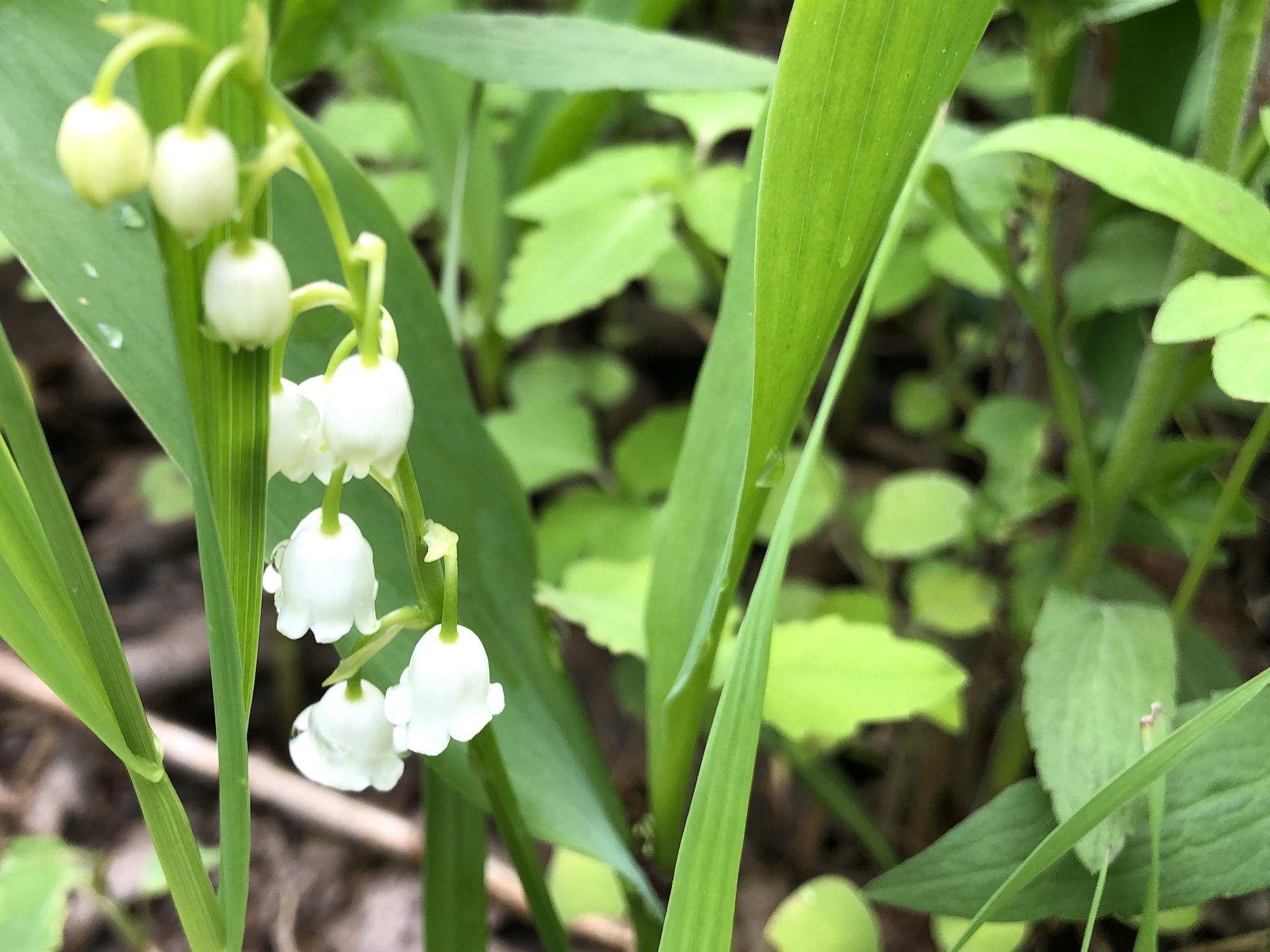  Lily of The Valley in Oak Savanna  on May 24, 2019.