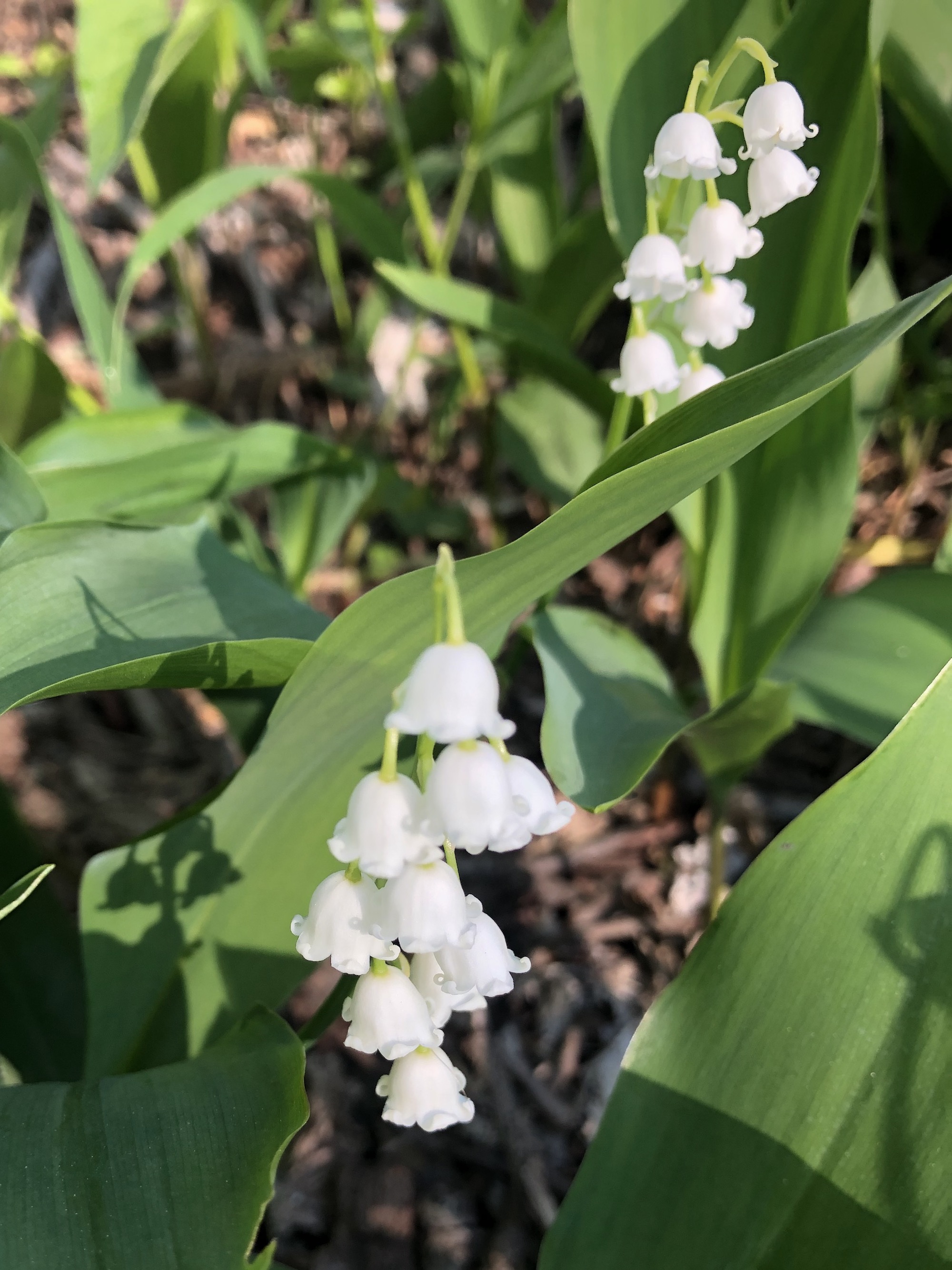 Lily of the Valley by Council Ring in Oak Savanna on May 11, 2021.