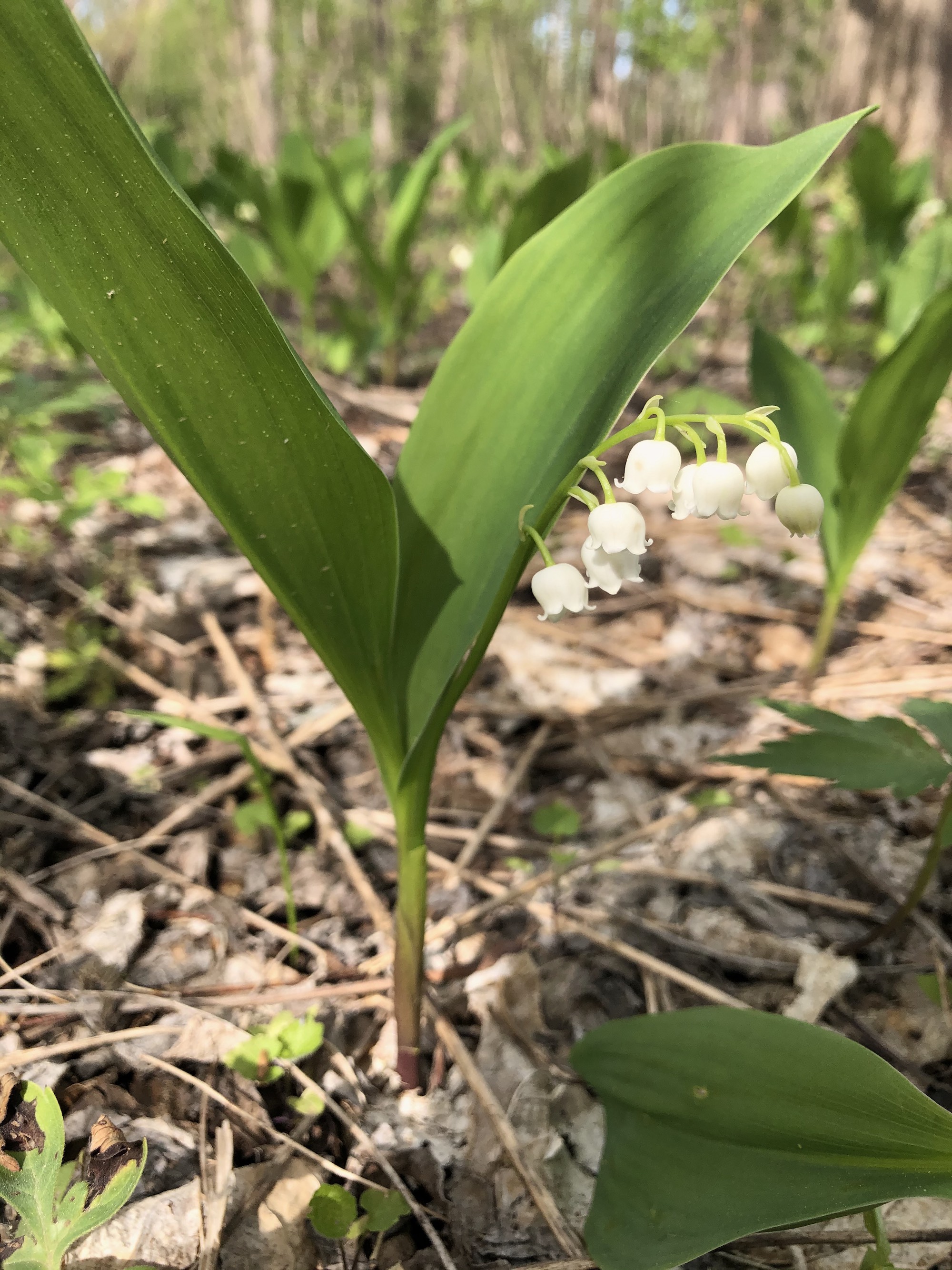 Lily of the Valley in woods between Marion Dunn and Oak Savanna on May 5, 2021.
