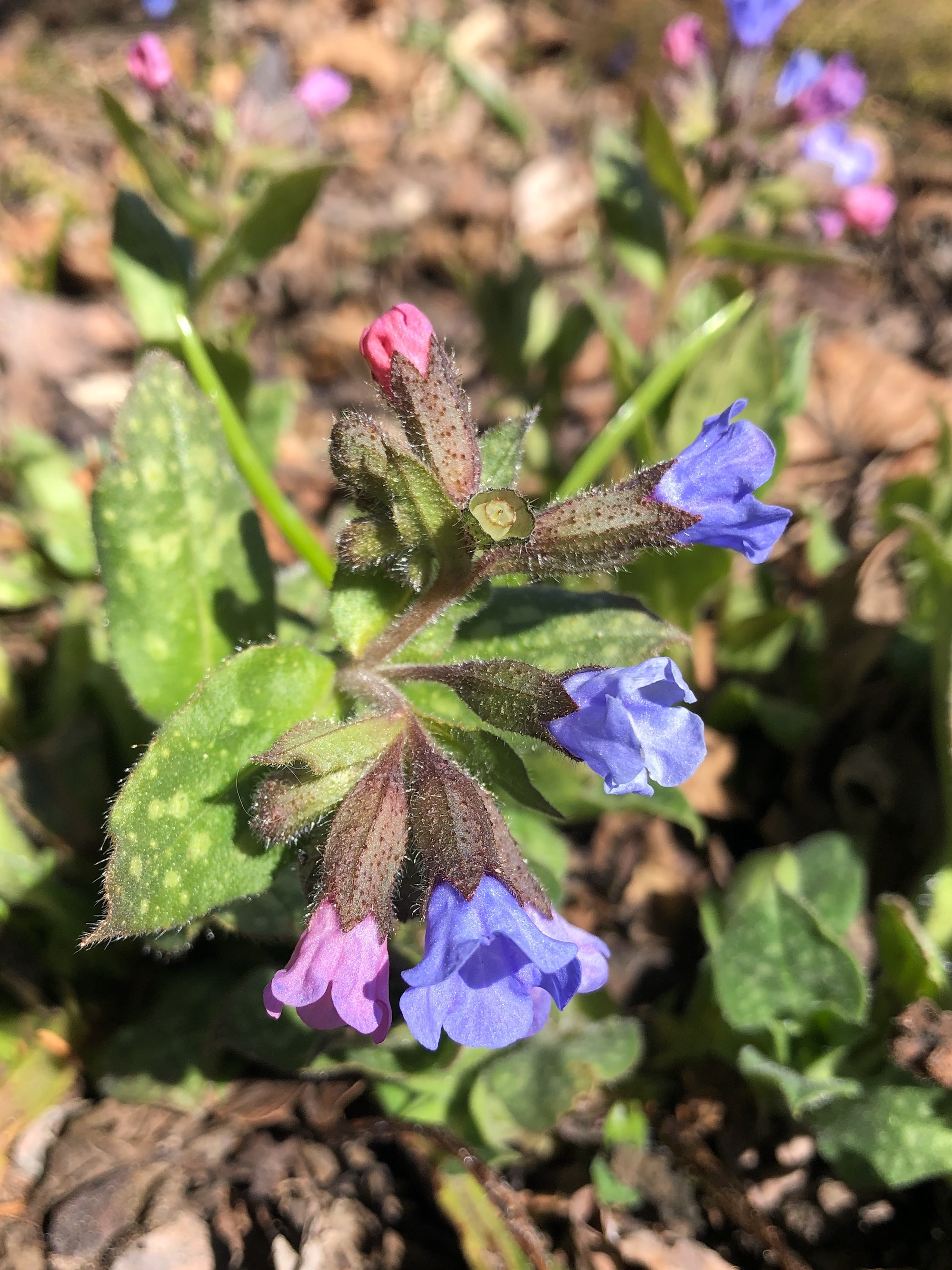 Lungwort near Agawa Path in Nakoma in Madison, Wisconsin on April 1, 2021.