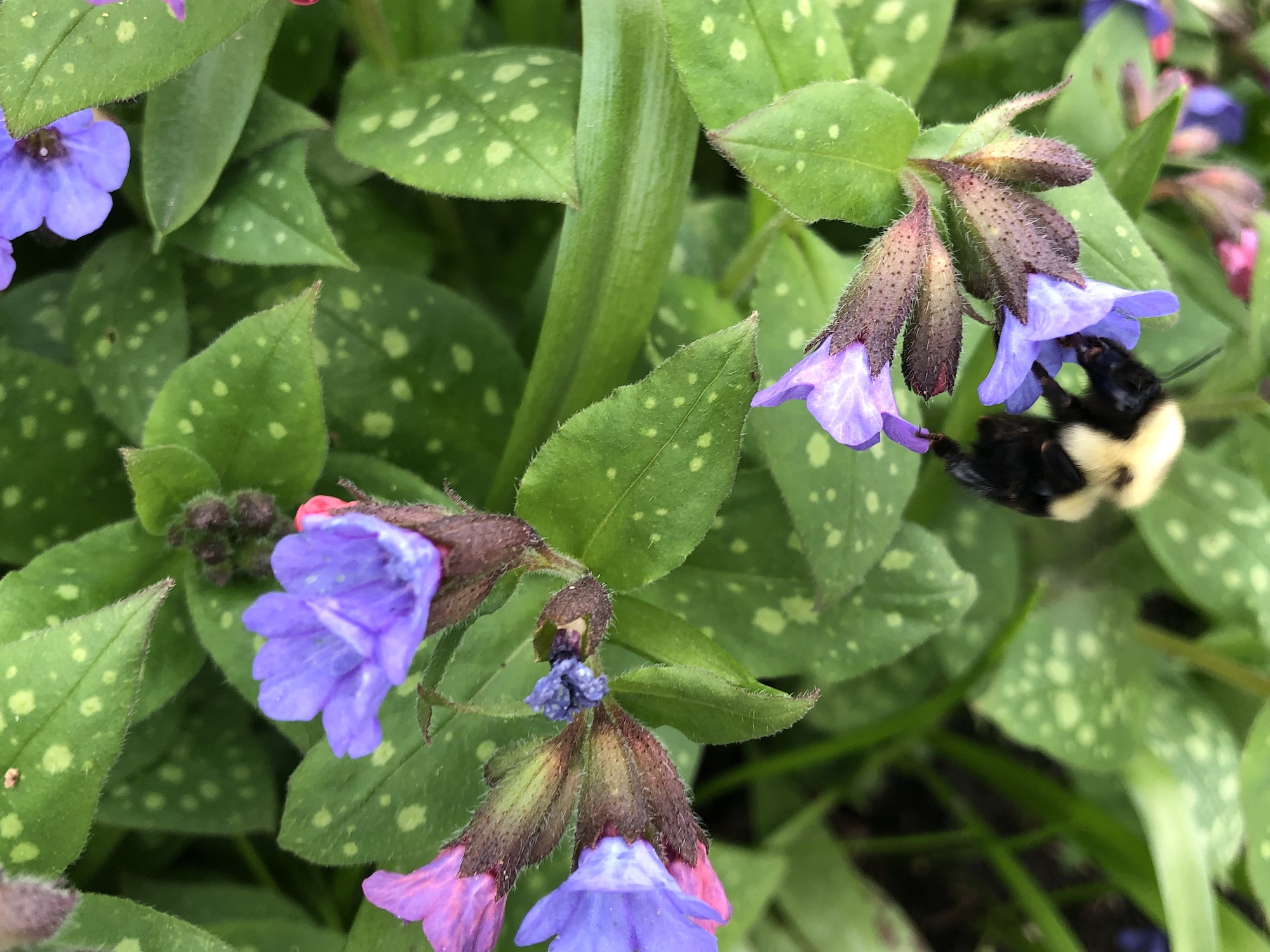 Lungwort near Agawa Path in Nakoma in Madison, Wisconsin on May 1, 2020.