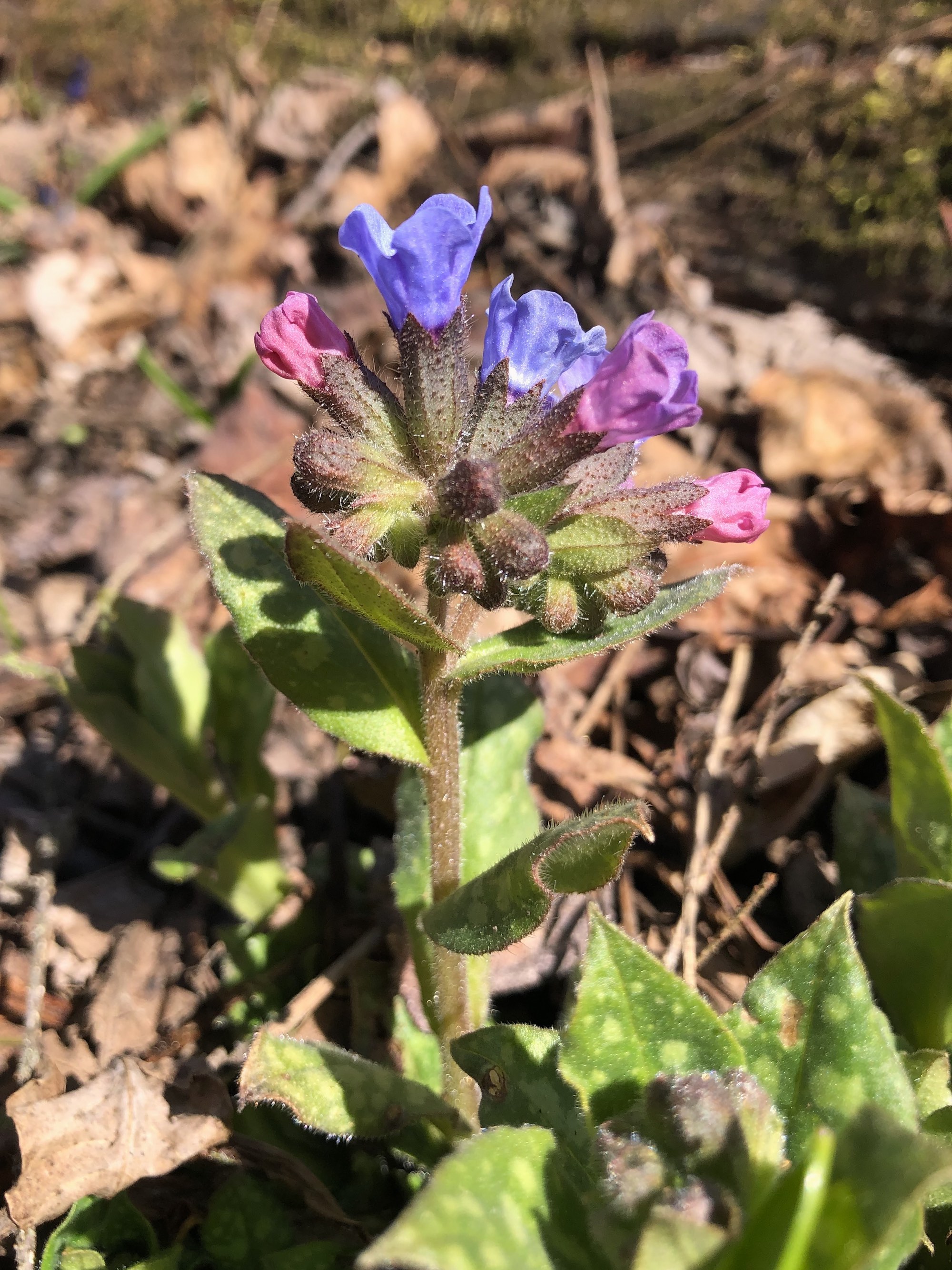 Lungwort near Agawa Path in Nakoma in Madison, Wisconsin on April 1, 2021.