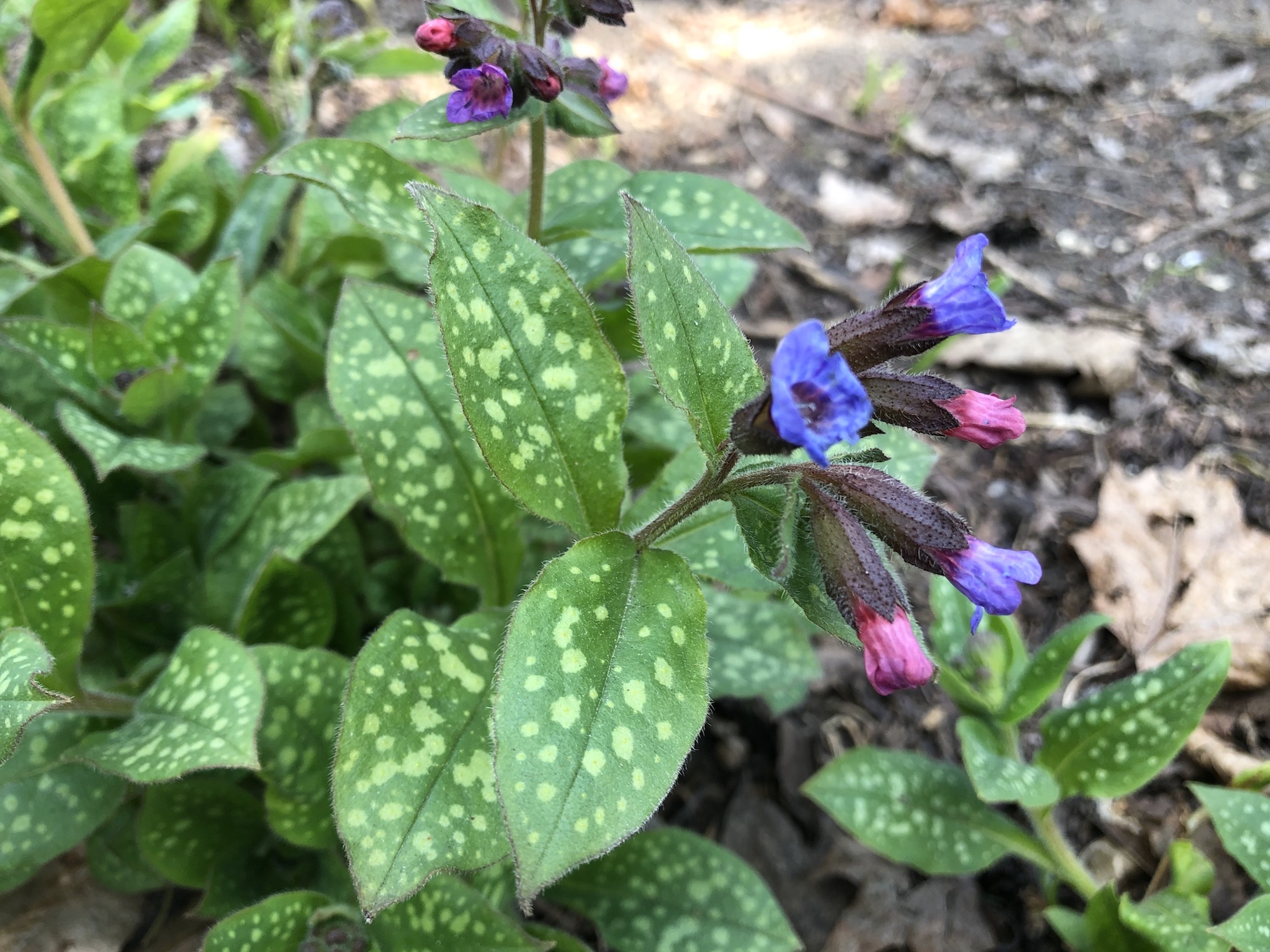 Lungwort near Agawa Path in Nakoma in Madison, Wisconsin on April 22, 2020.