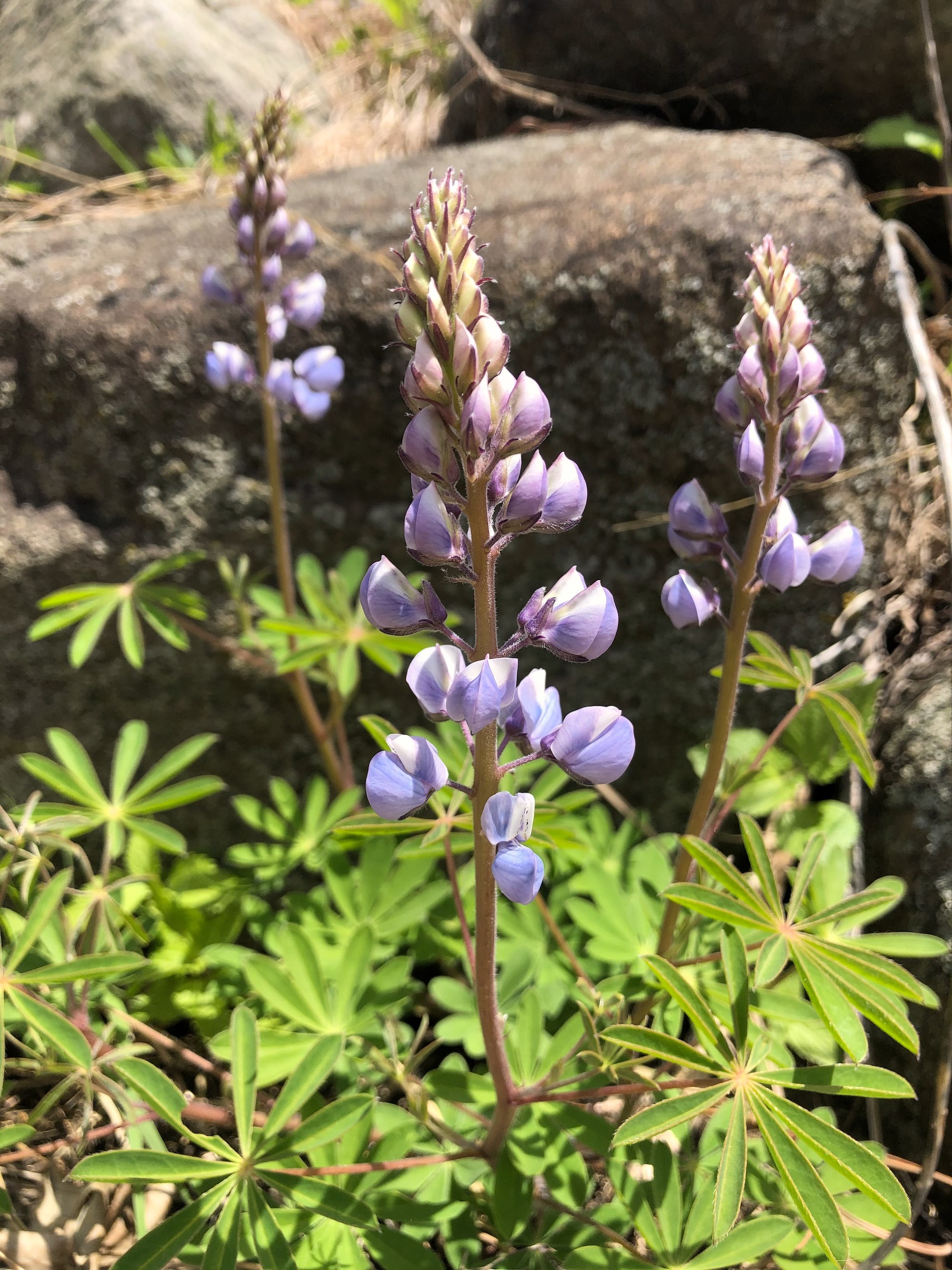 Wild Lupine next to the UW-Madison Arboretum Visitor Center in Madison, Wisconsin on May 13, 2021.