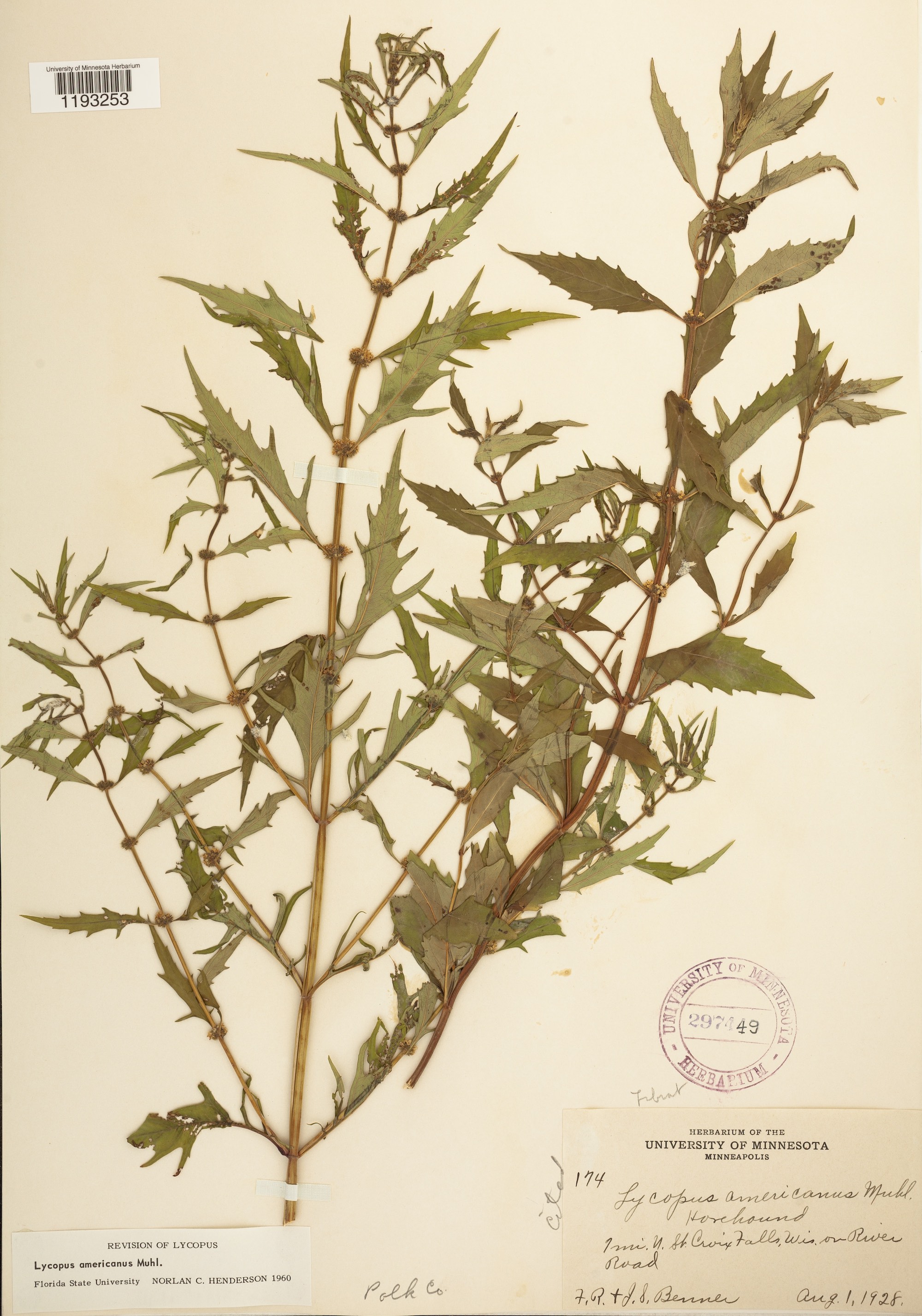 American Water Horehound specimen collected near St. Croix Falls, Wisconsin on River Road on August 1, 1928.