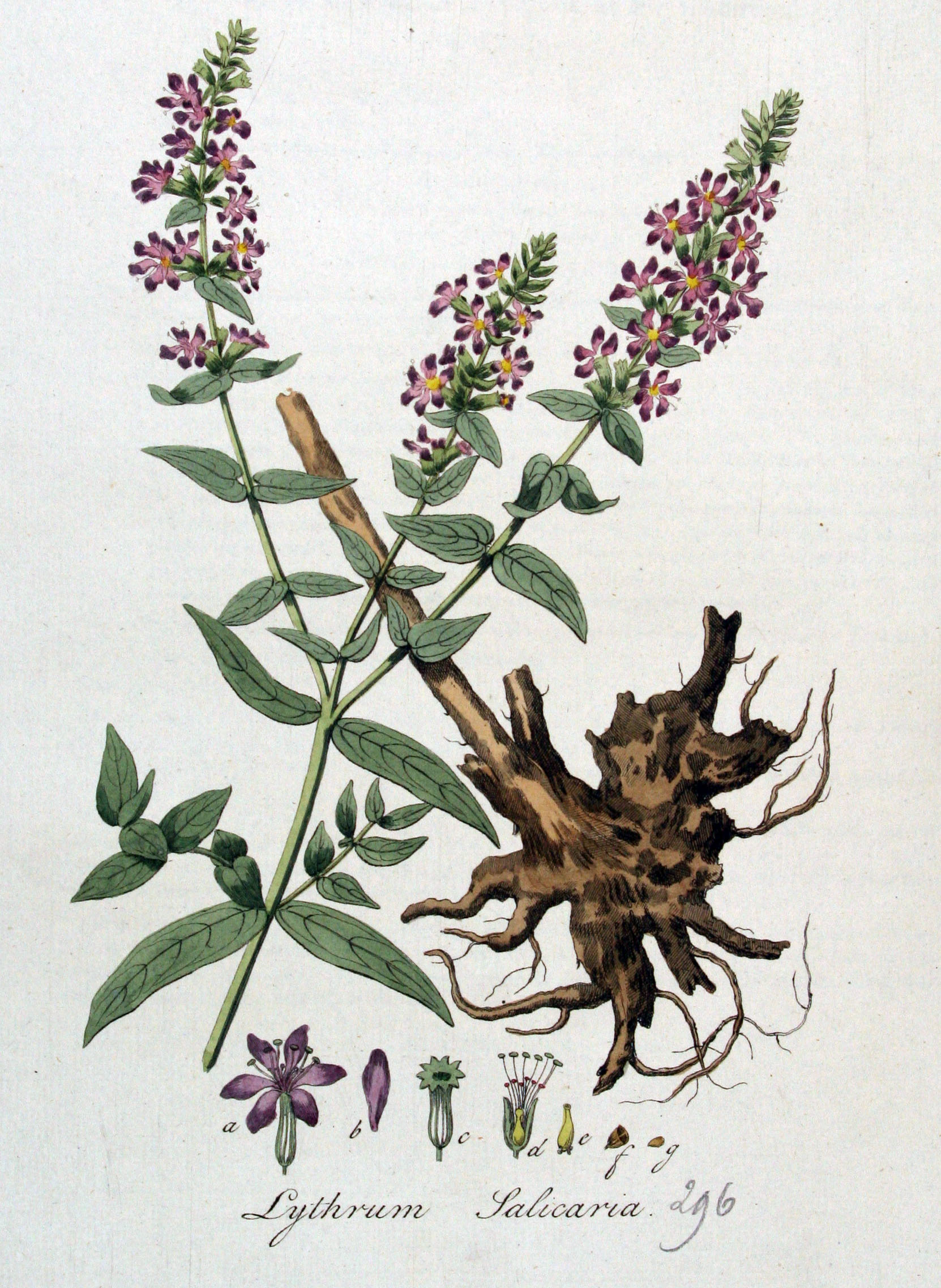 Purple Loosestrife botanical illustration.