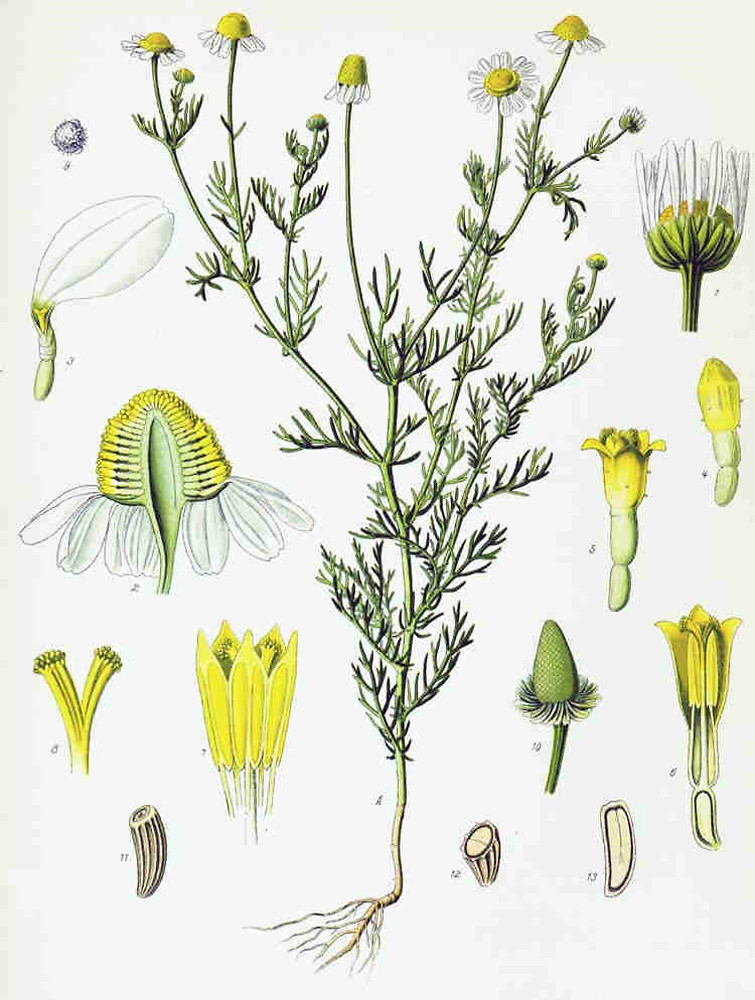 1876 Chamomile botanical illustration.