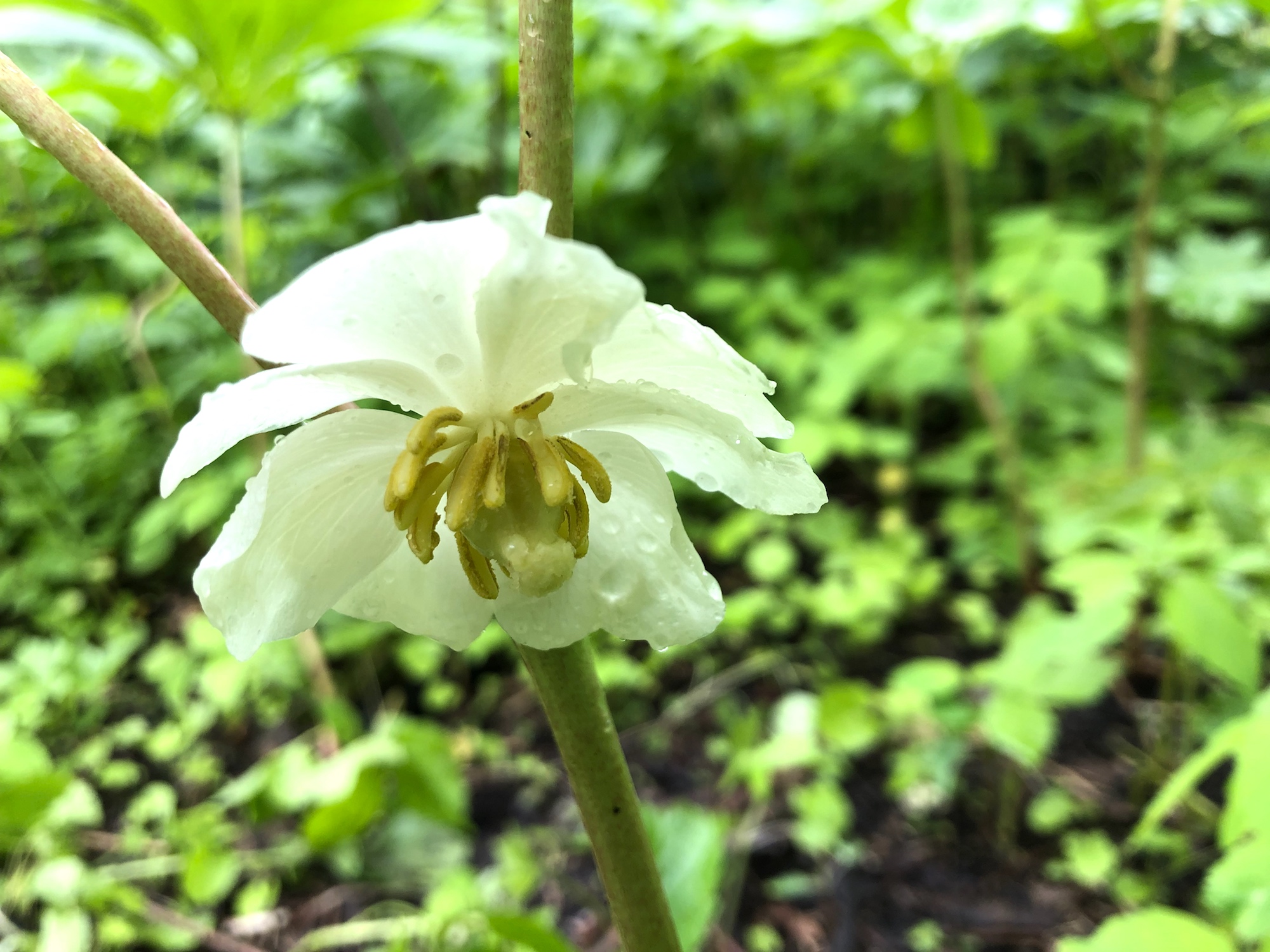 Mayapple in woods between Marion Dunn and Duck Pond on May 24, 2019.