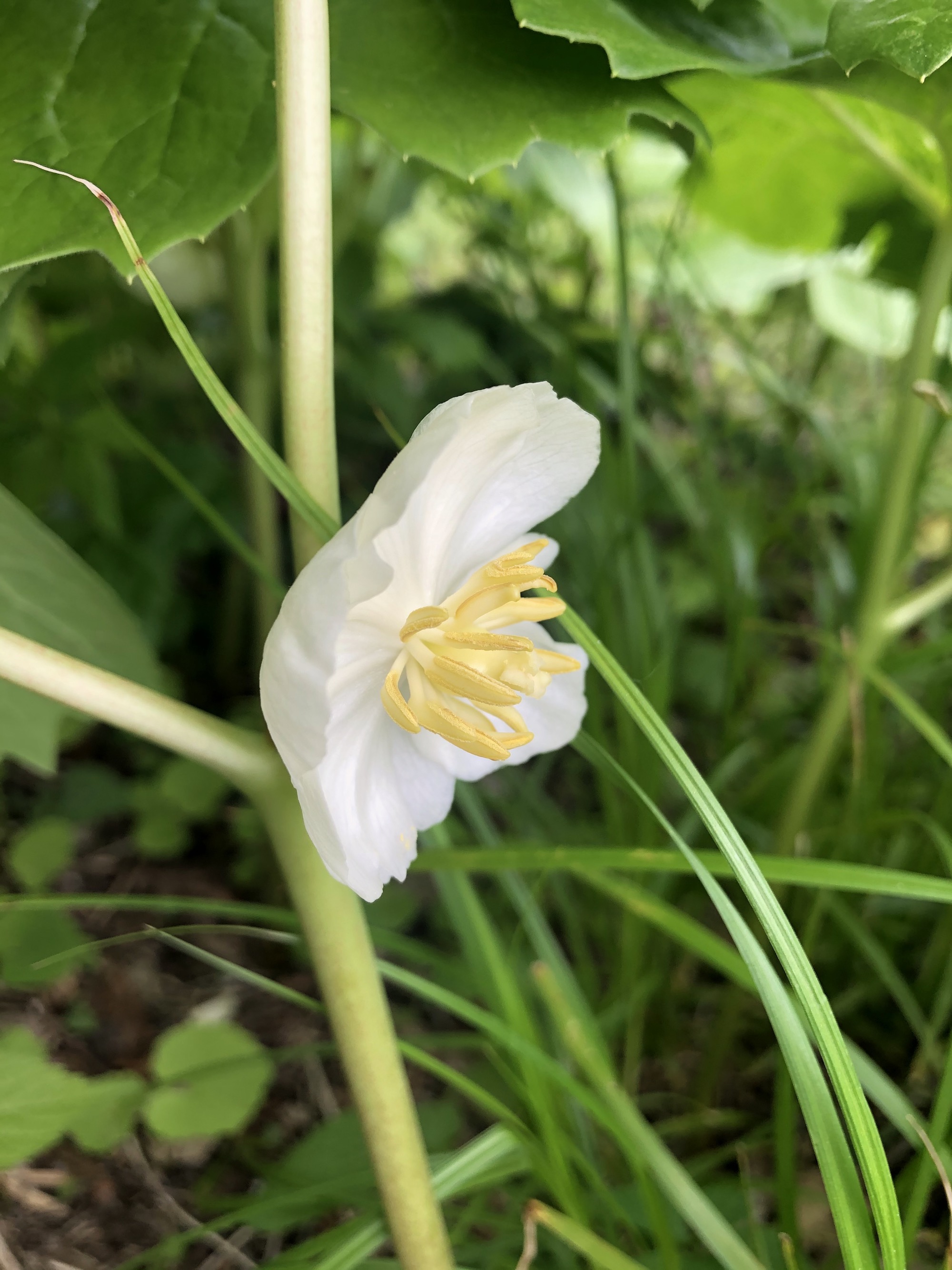Mayapple blooms by Council Ring in Madison, Wisconsin on May 10, 2021.