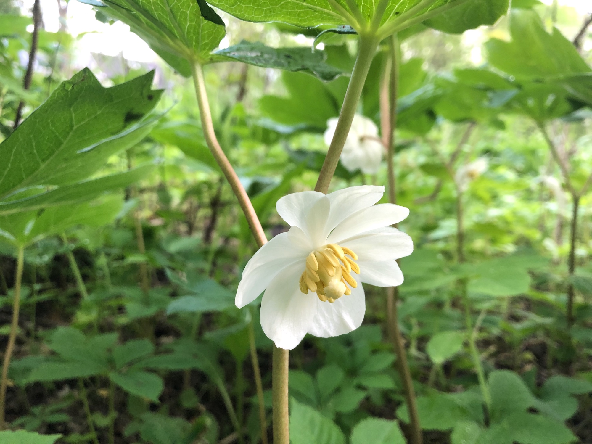 Mayapple blooms in wood between Duck Pond and Marion Dunn in Madison, Wisconsin on May 25, 2020.