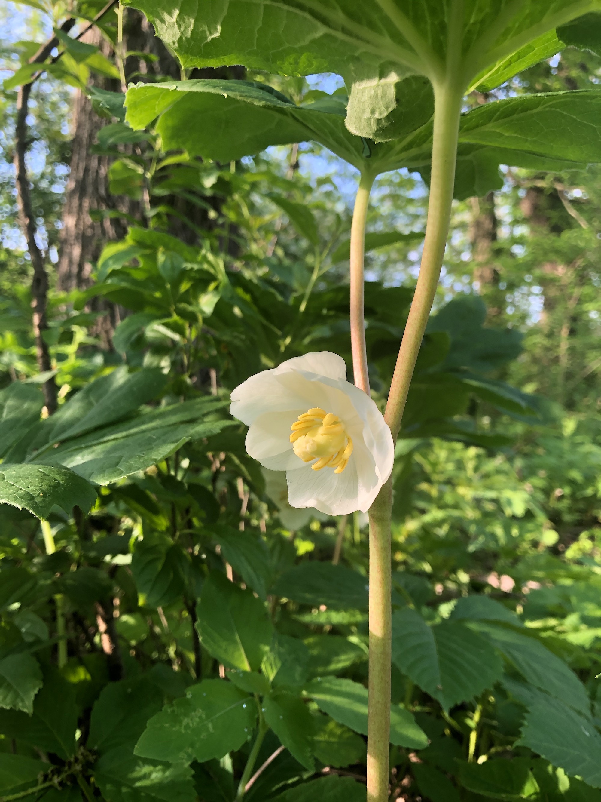 Mayapple blooms in wood between Duck Pond and Marion Dunn in Madison, Wisconsin on May 26, 2020.