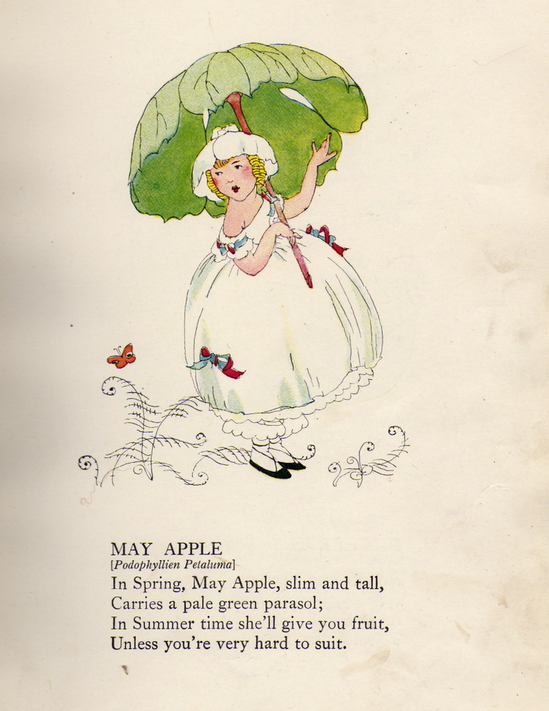 1918 Mayapple Wild Flower Children by Elizabeth Gordon with illustration by Janet Laura Scott.